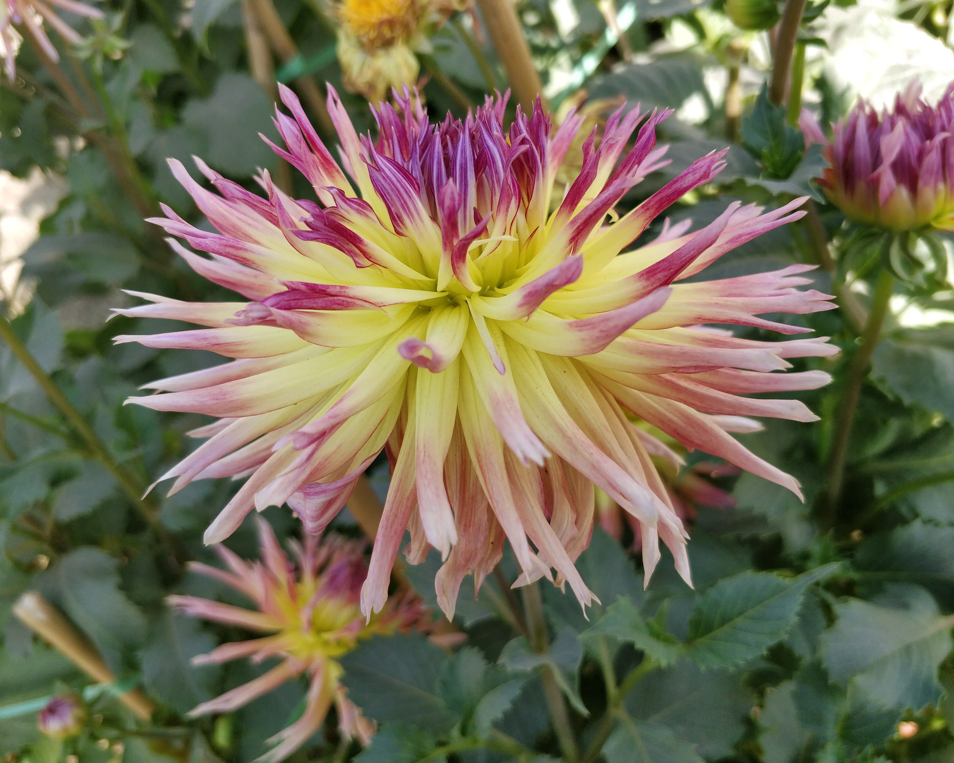 Dahlia 'Karma Sangria' - Image 12