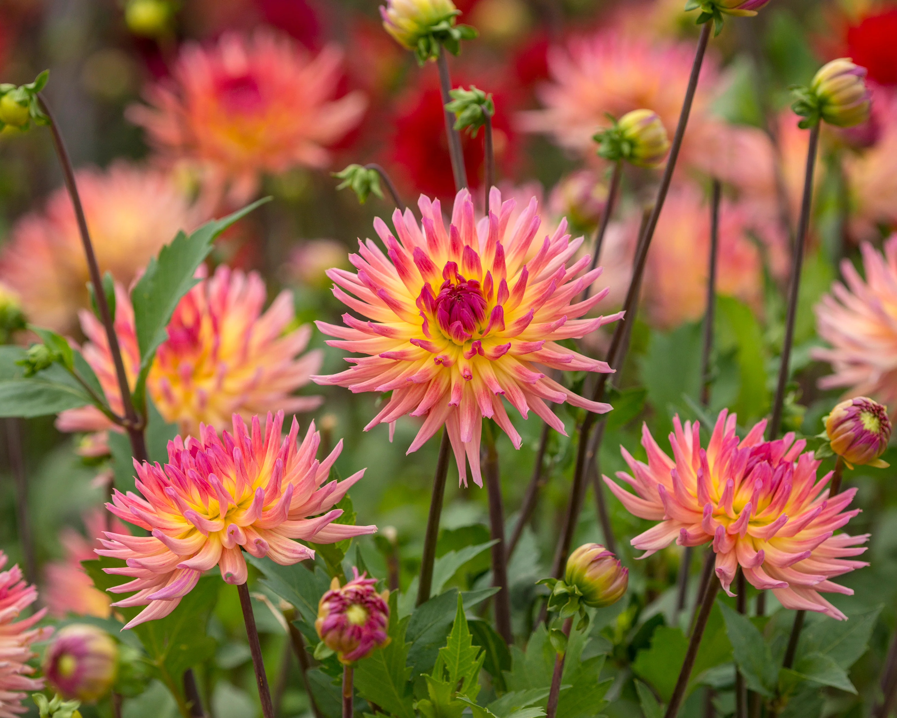 Dahlia 'Karma Sangria' - Image 2