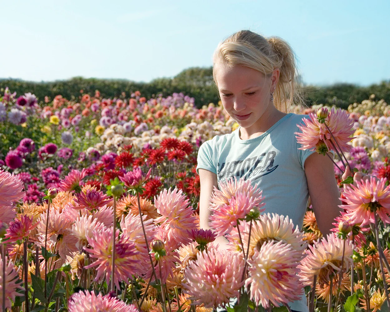 Dahlia 'Karma Sangria' - Image 5