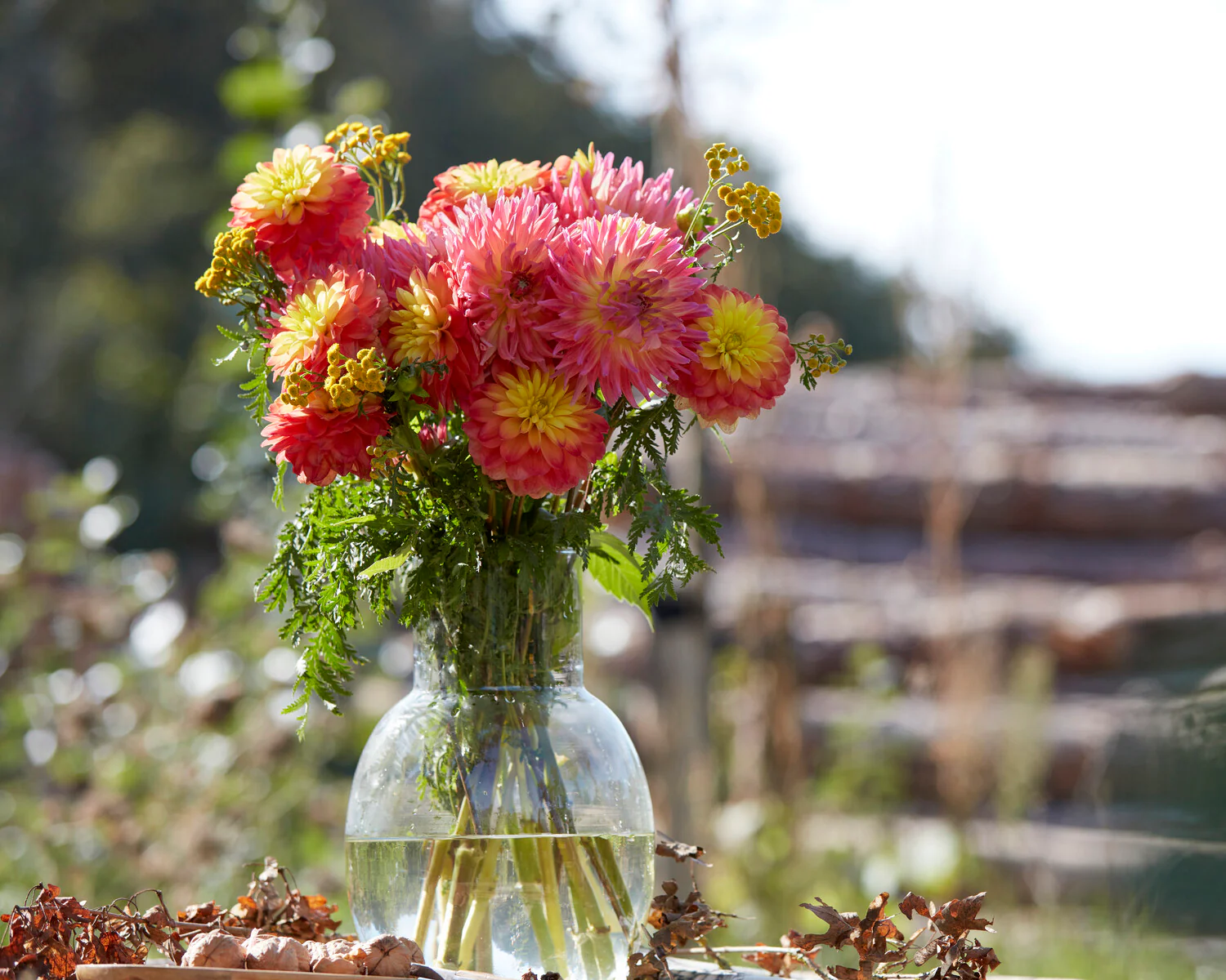 Dahlia 'Karma Sangria' - Image 7