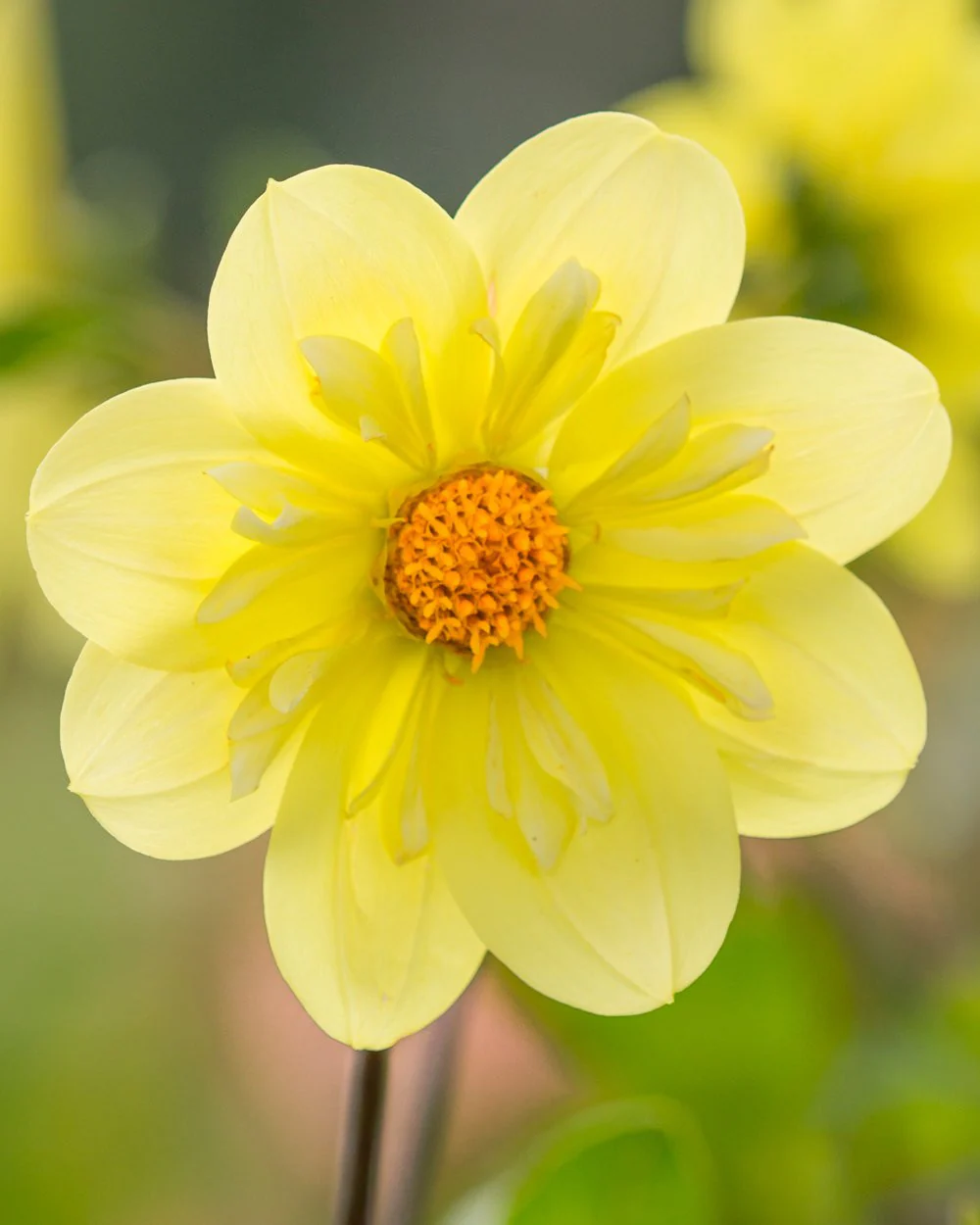 Dahlia 'Kelsey Sunshine' - Image 3