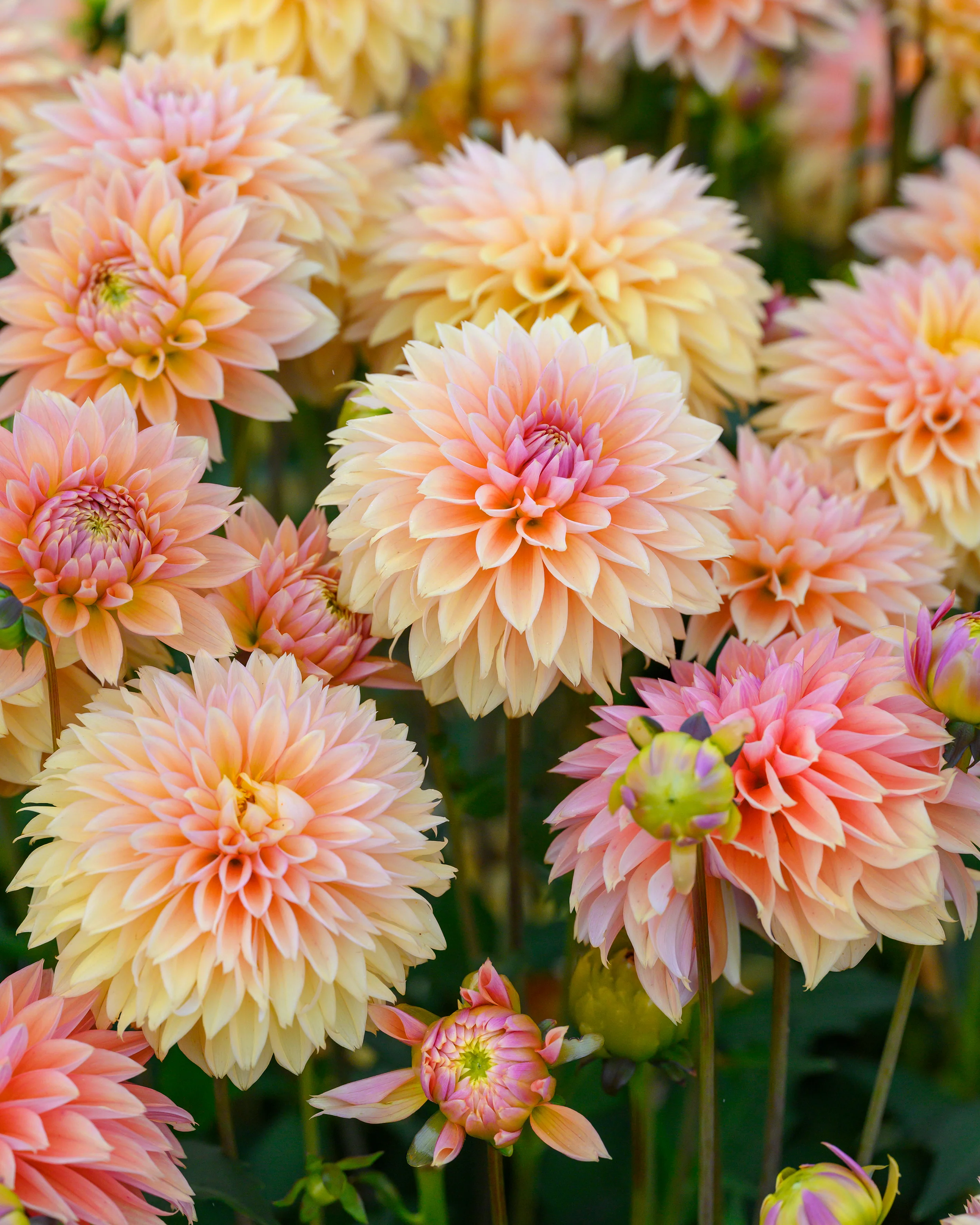 Dahlia 'Kick Off' - Image 2