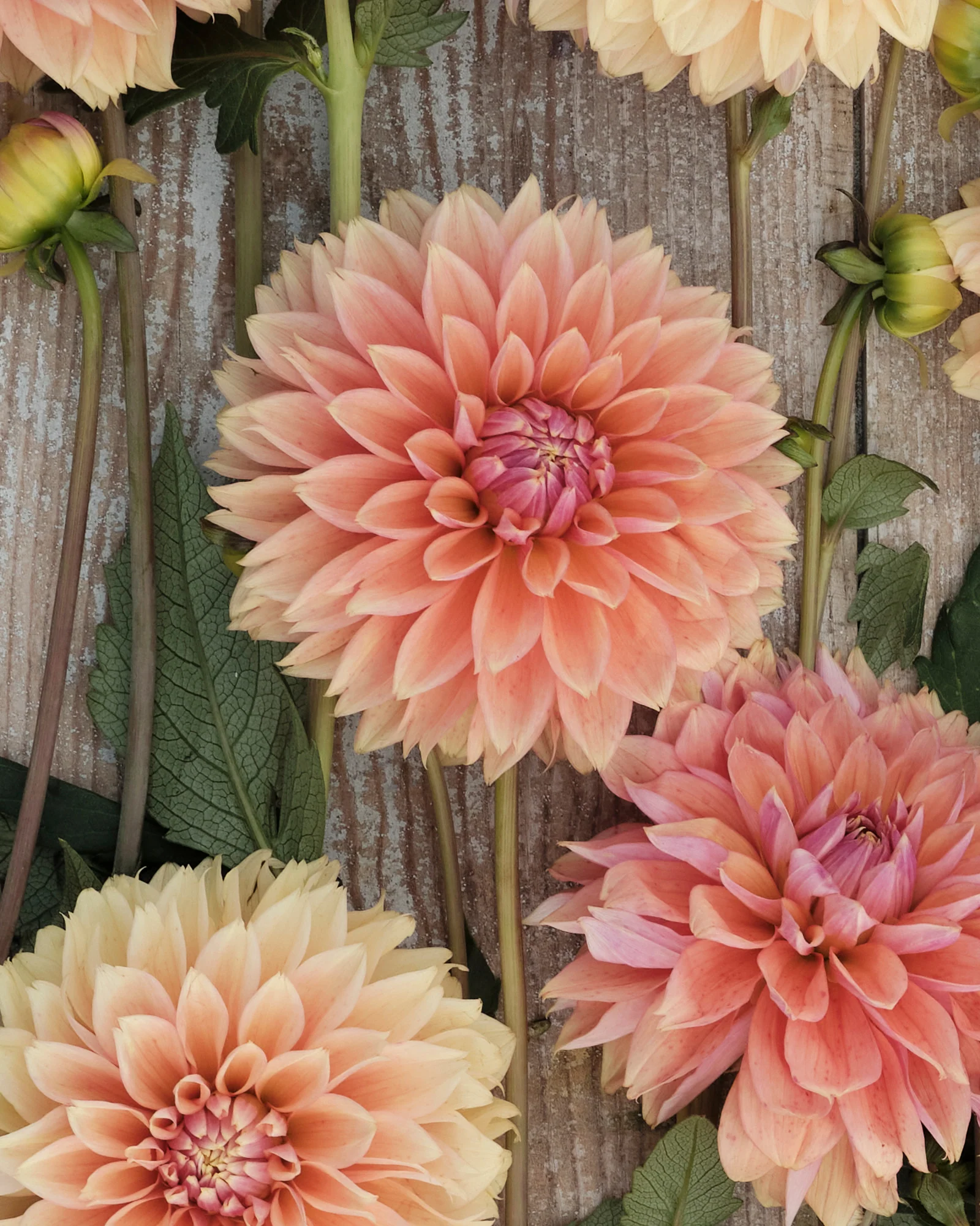 Dahlia 'Kick Off' - Image 6