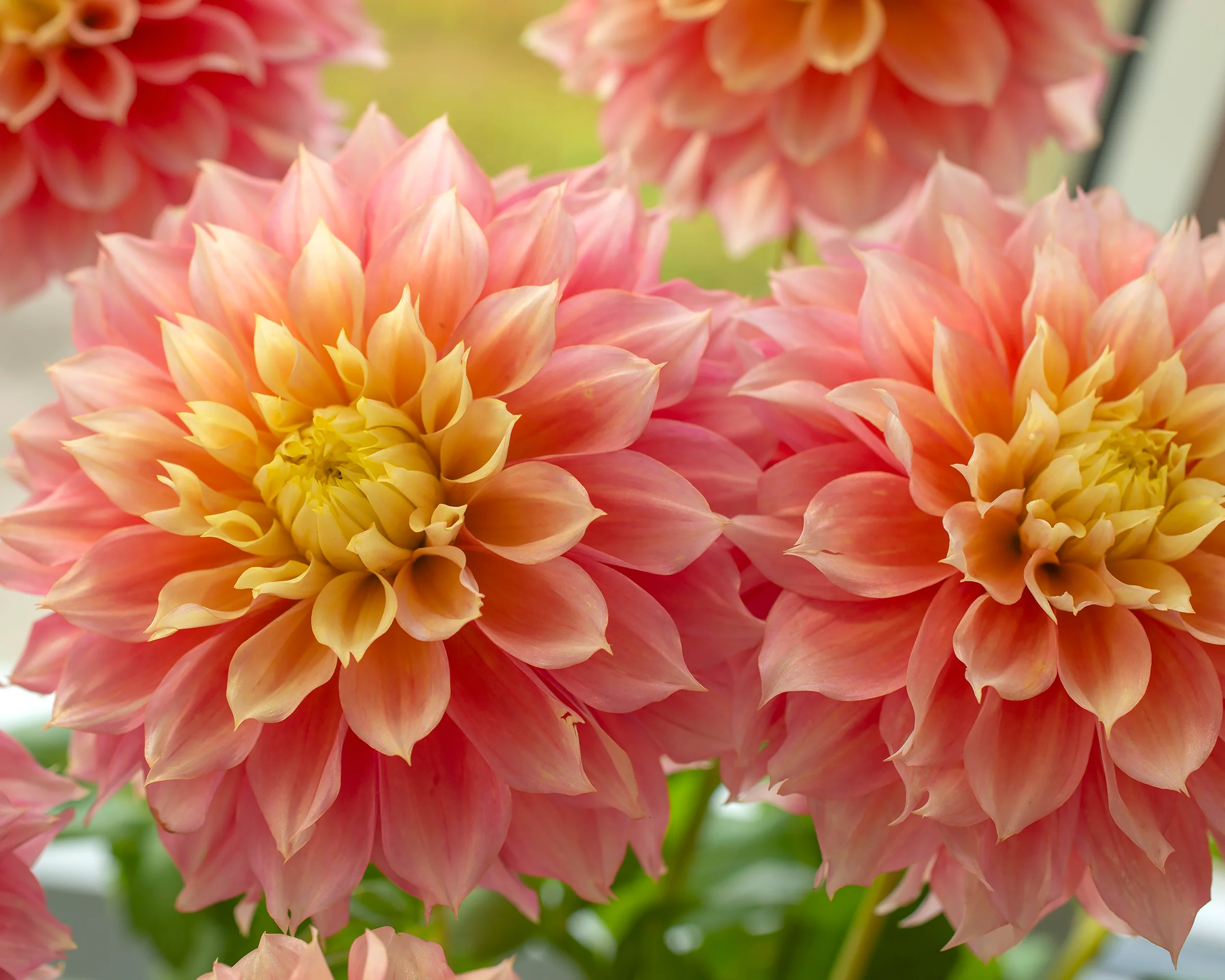 Dahlia 'Kogane Fubuki' - Image 3