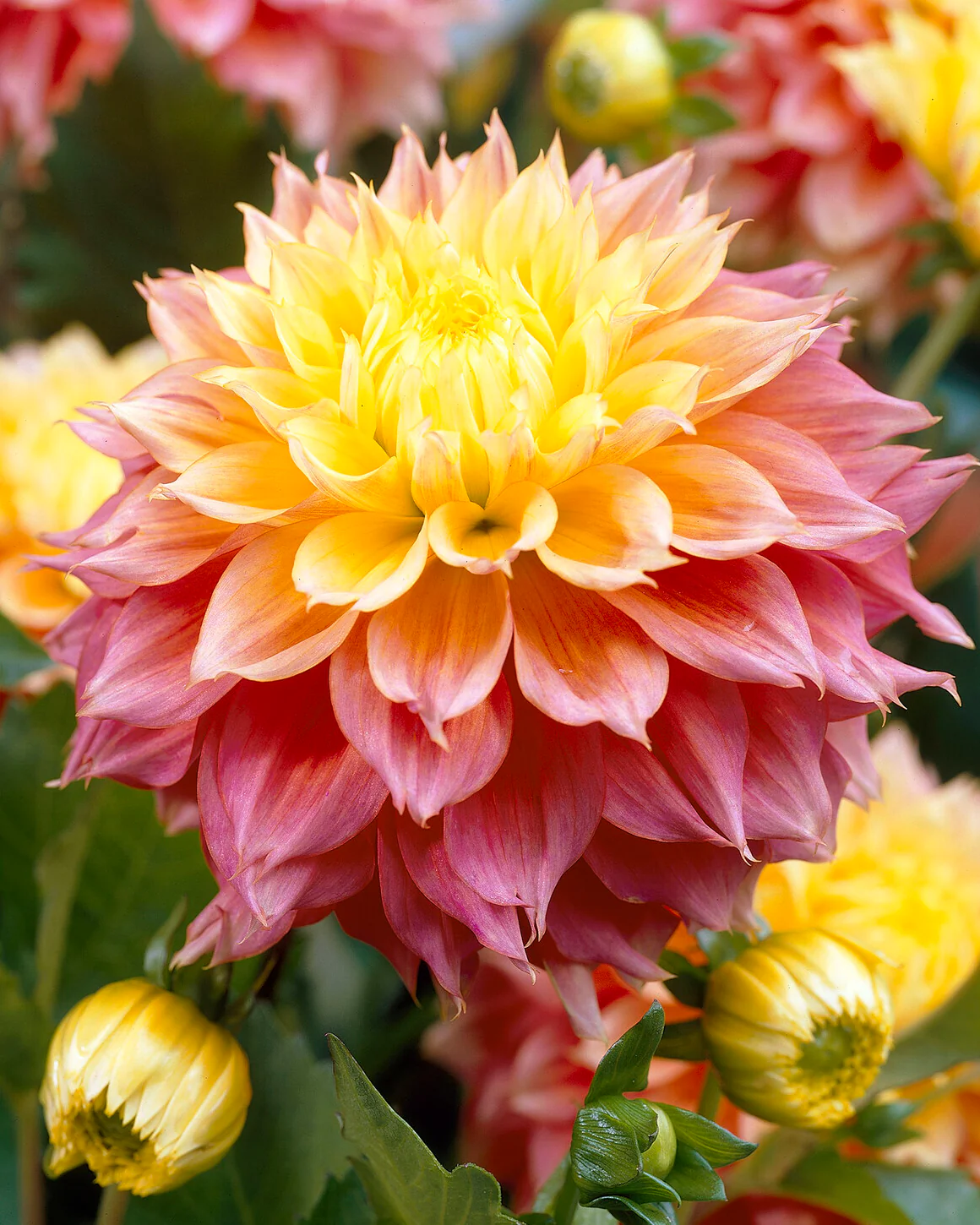 Dahlia 'Kogane Fubuki' - Image 6