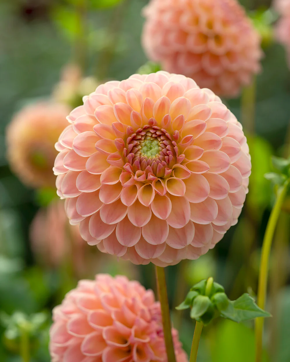 Dahlia 'L.A.T.E.' - Image 2
