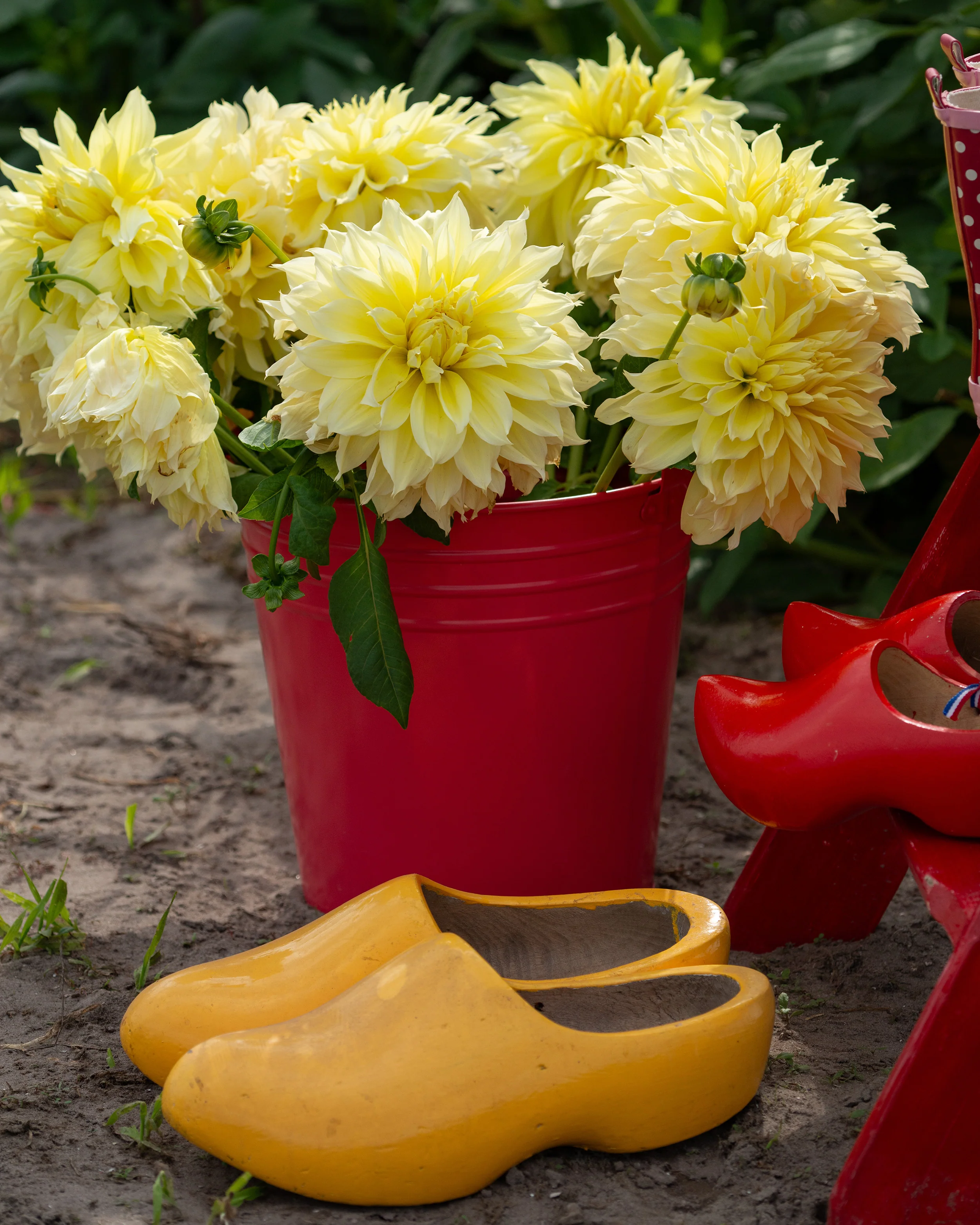 Dahlia 'La Luna' - Image 2