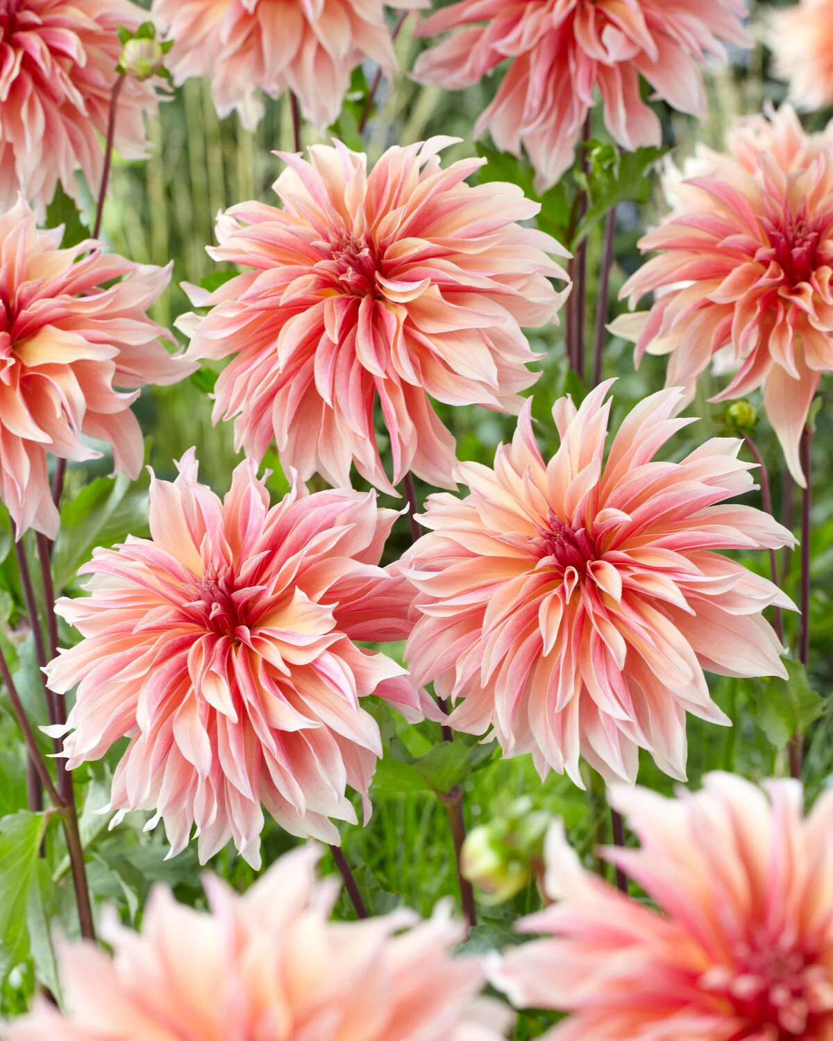 Dahlia 'Labyrinth' - Image 10