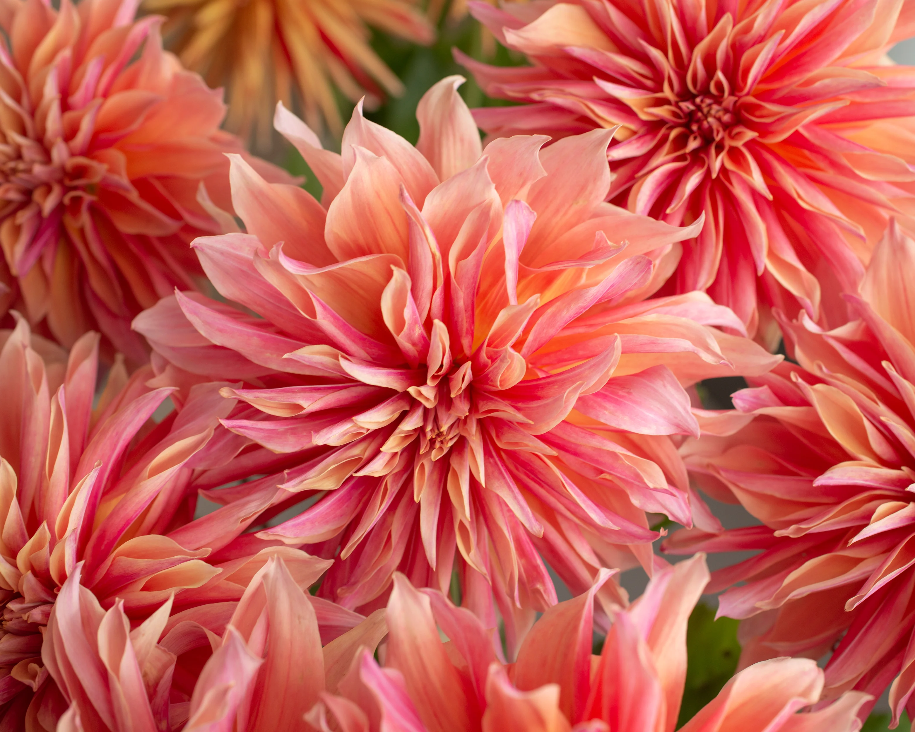 Dahlia 'Labyrinth' - Image 4