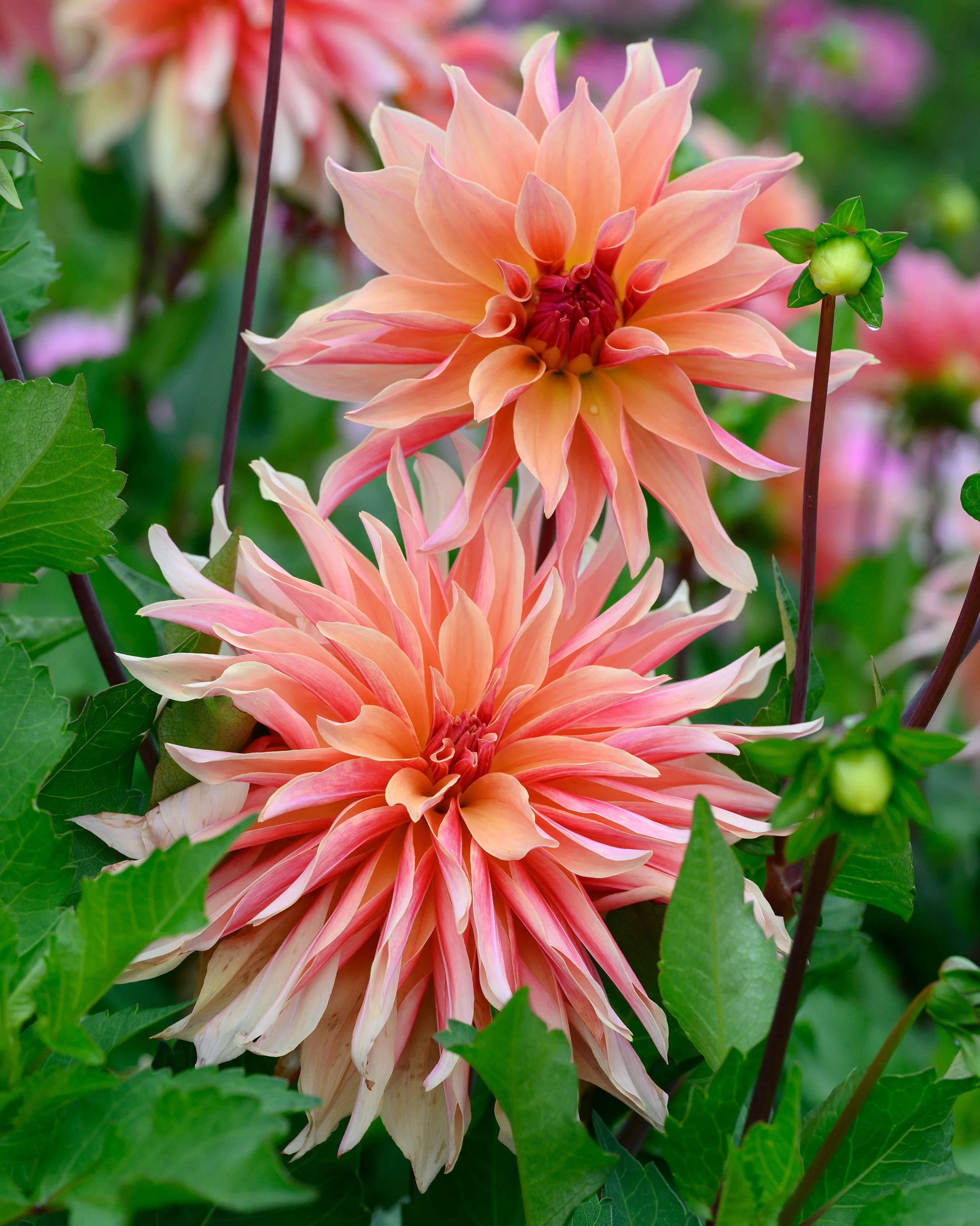 Dahlia 'Labyrinth' - Image 7