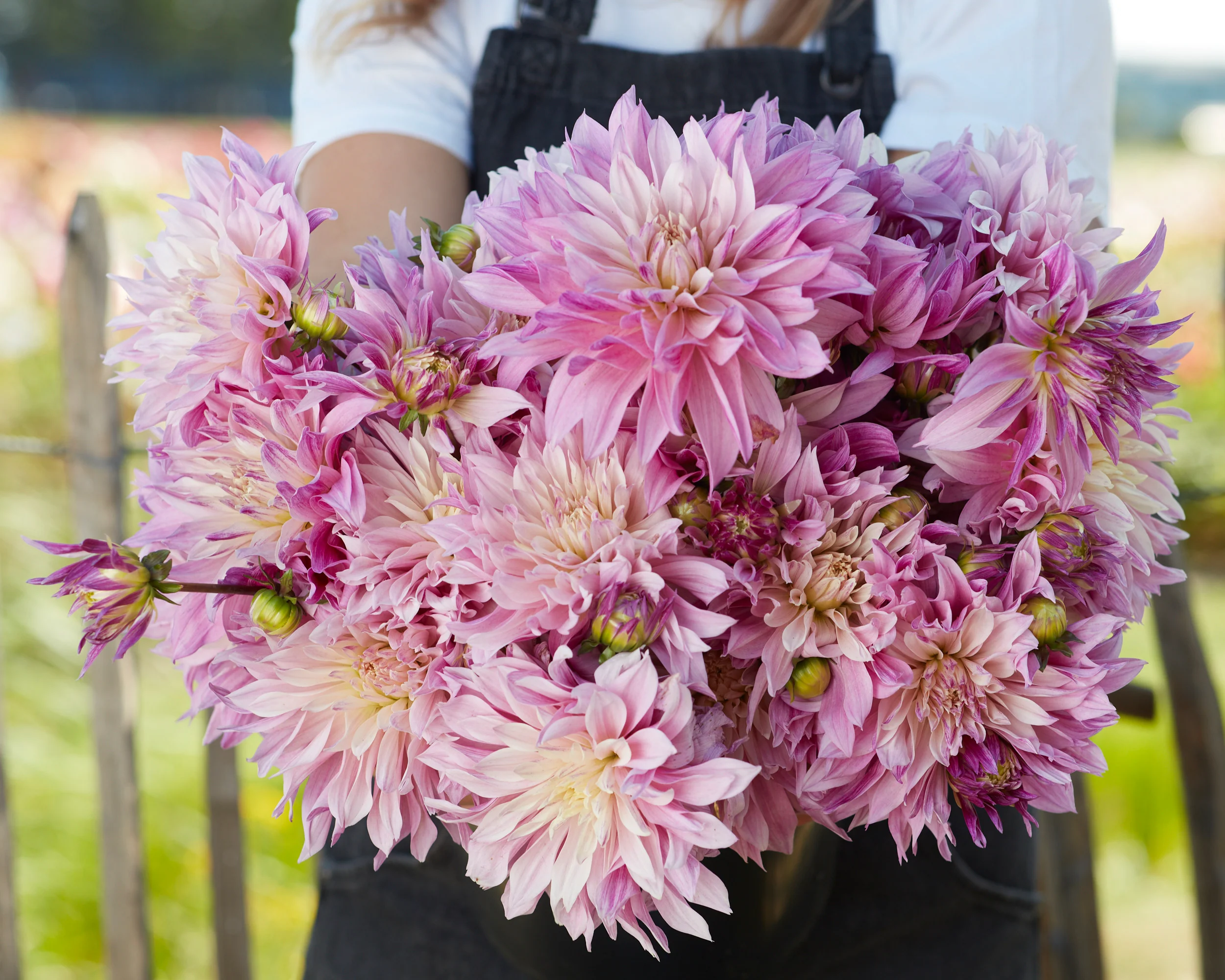 Dahlia 'Labyrinth Two Tone' - Image 3
