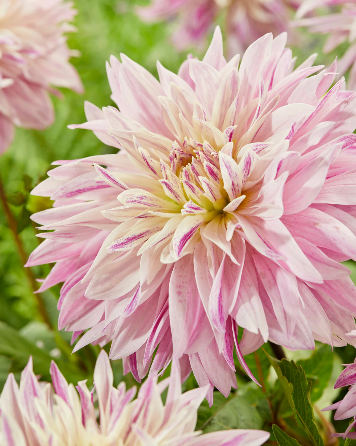 Dahlia 'Labyrinth Two Tone' - Image 7