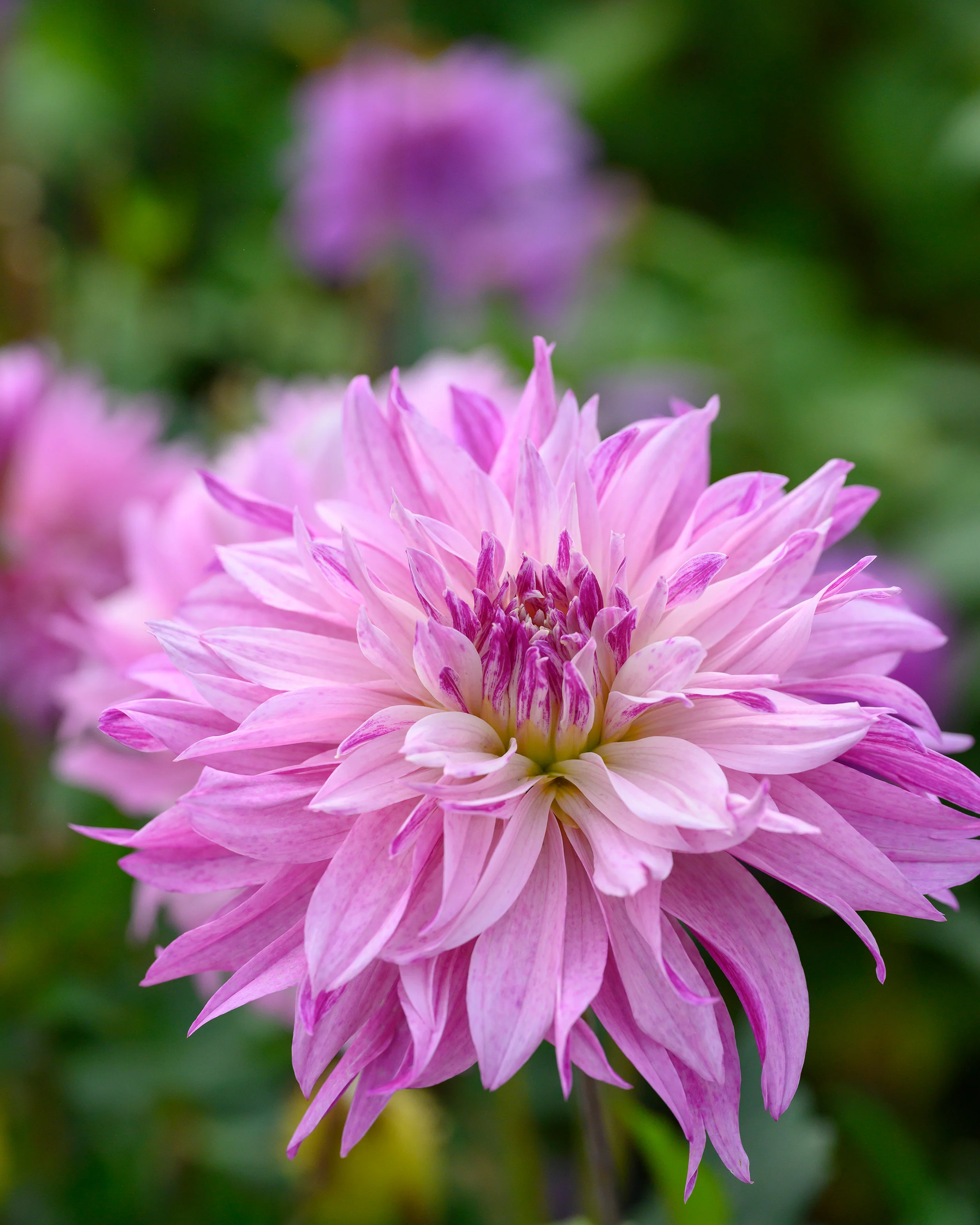 Dahlia 'Labyrinth Two Tone' - Image 9