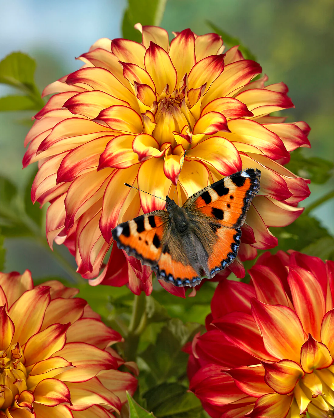 Dahlia 'Lady Darlene' - Image 3