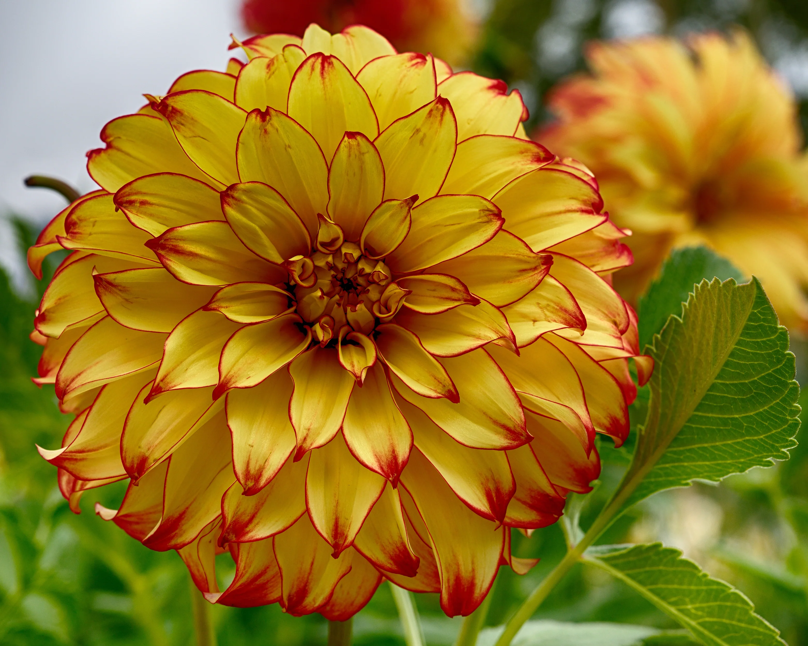 Dahlia 'Lady Darlene' - Image 6