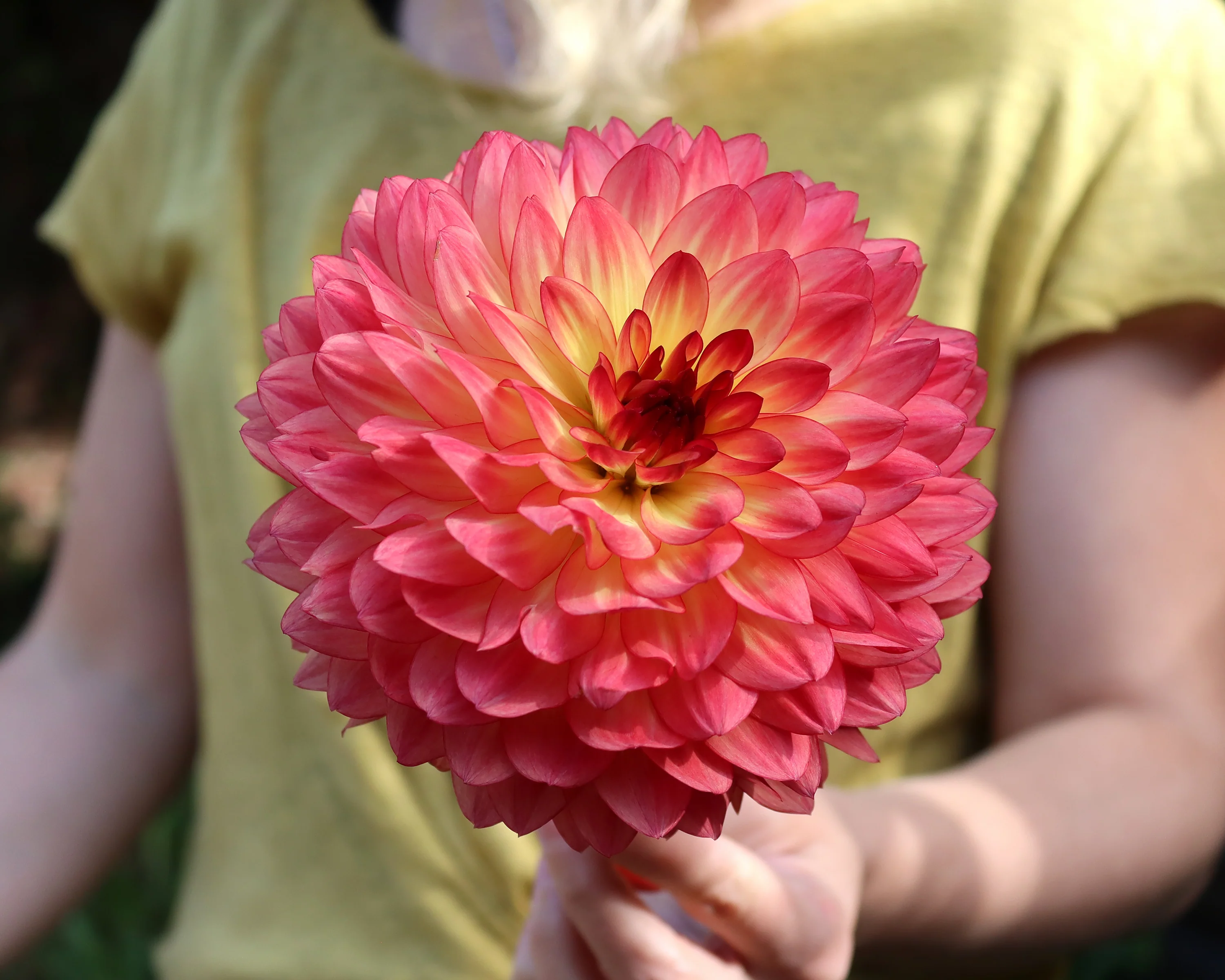 Dahlia 'Lake Tahoe' - Image 2