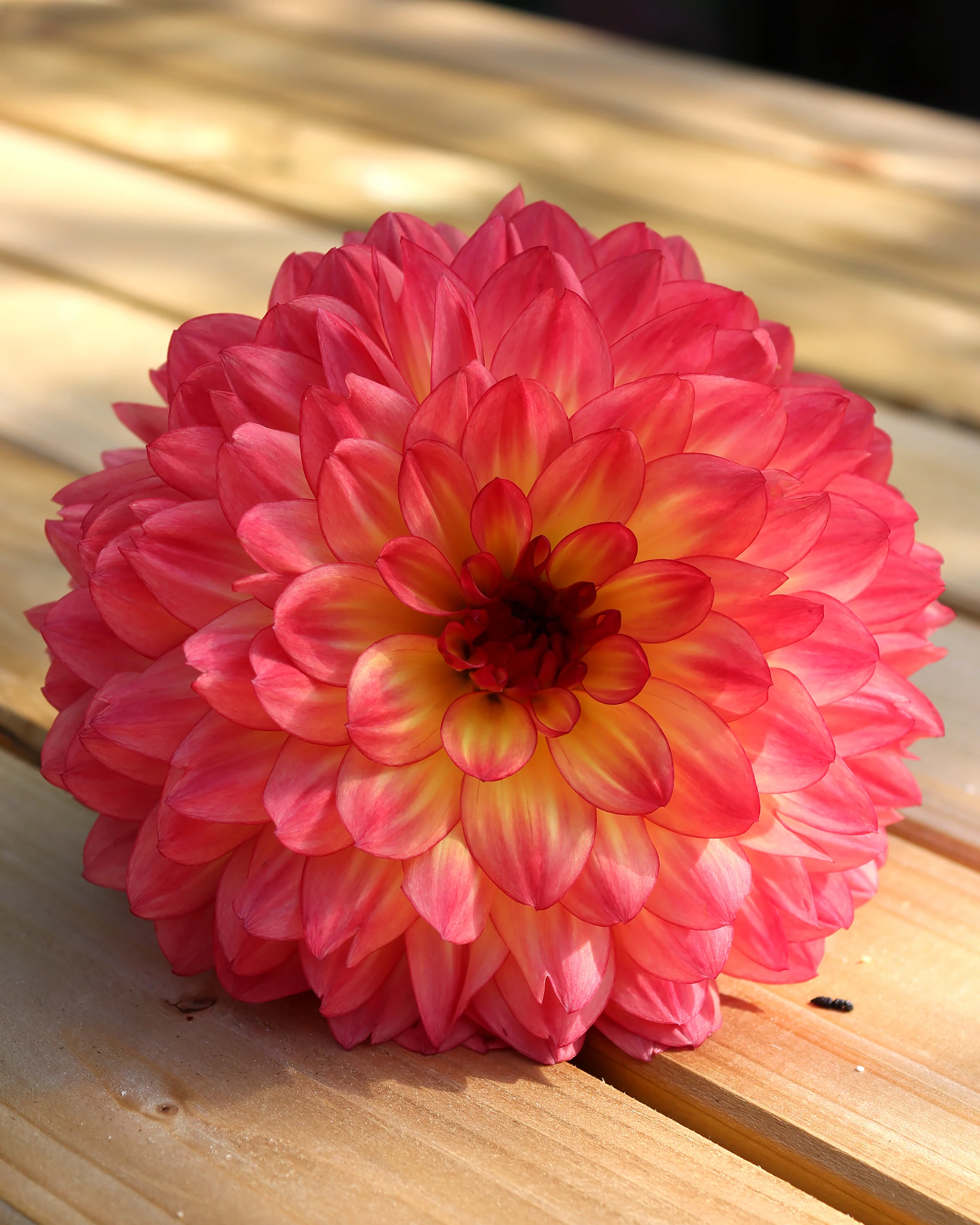 Dahlia 'Lake Tahoe' - Image 5