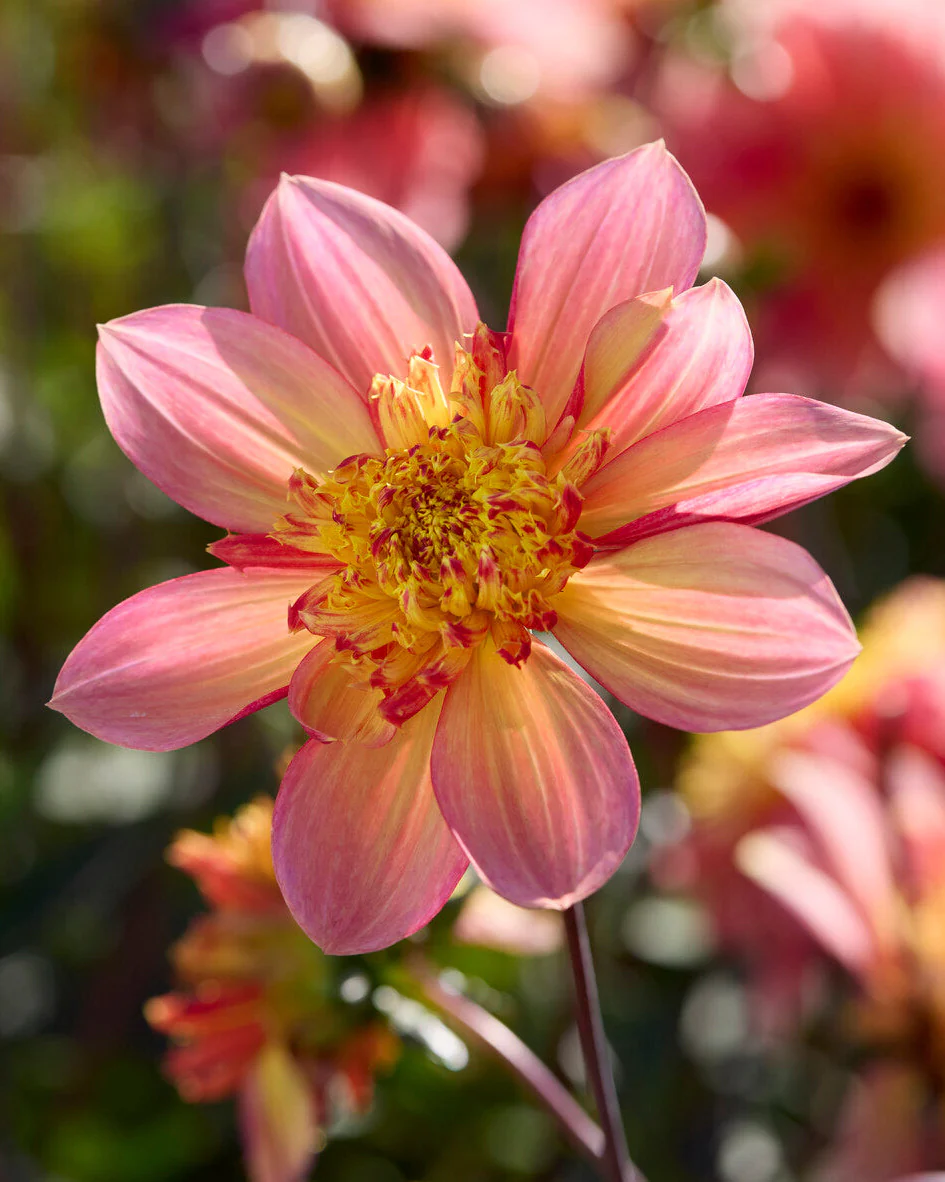 Dahlia 'Lava Glow' - Image 10