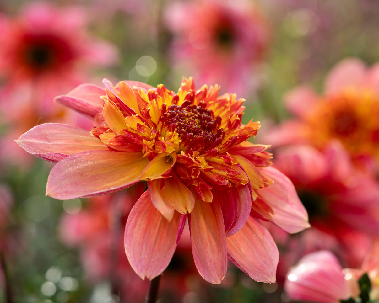 Dahlia 'Lava Glow' - Image 4