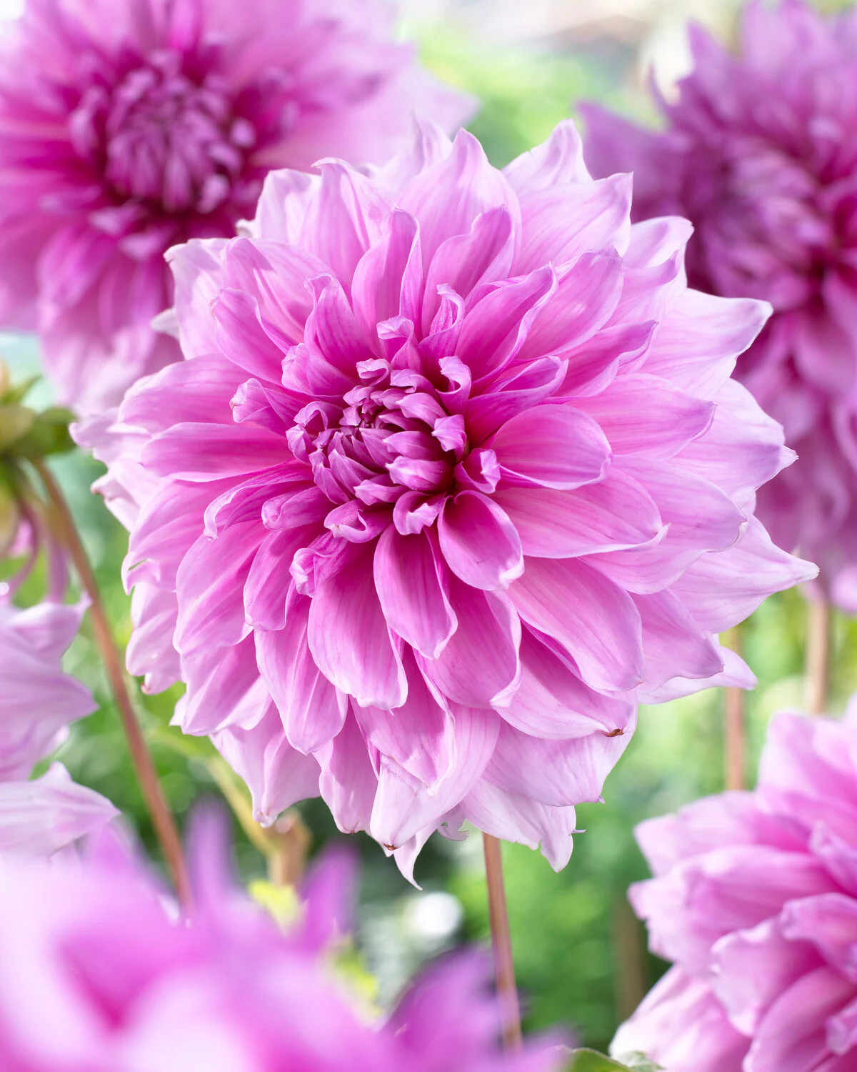 Dahlia 'Lavender Perfection' - Image 2
