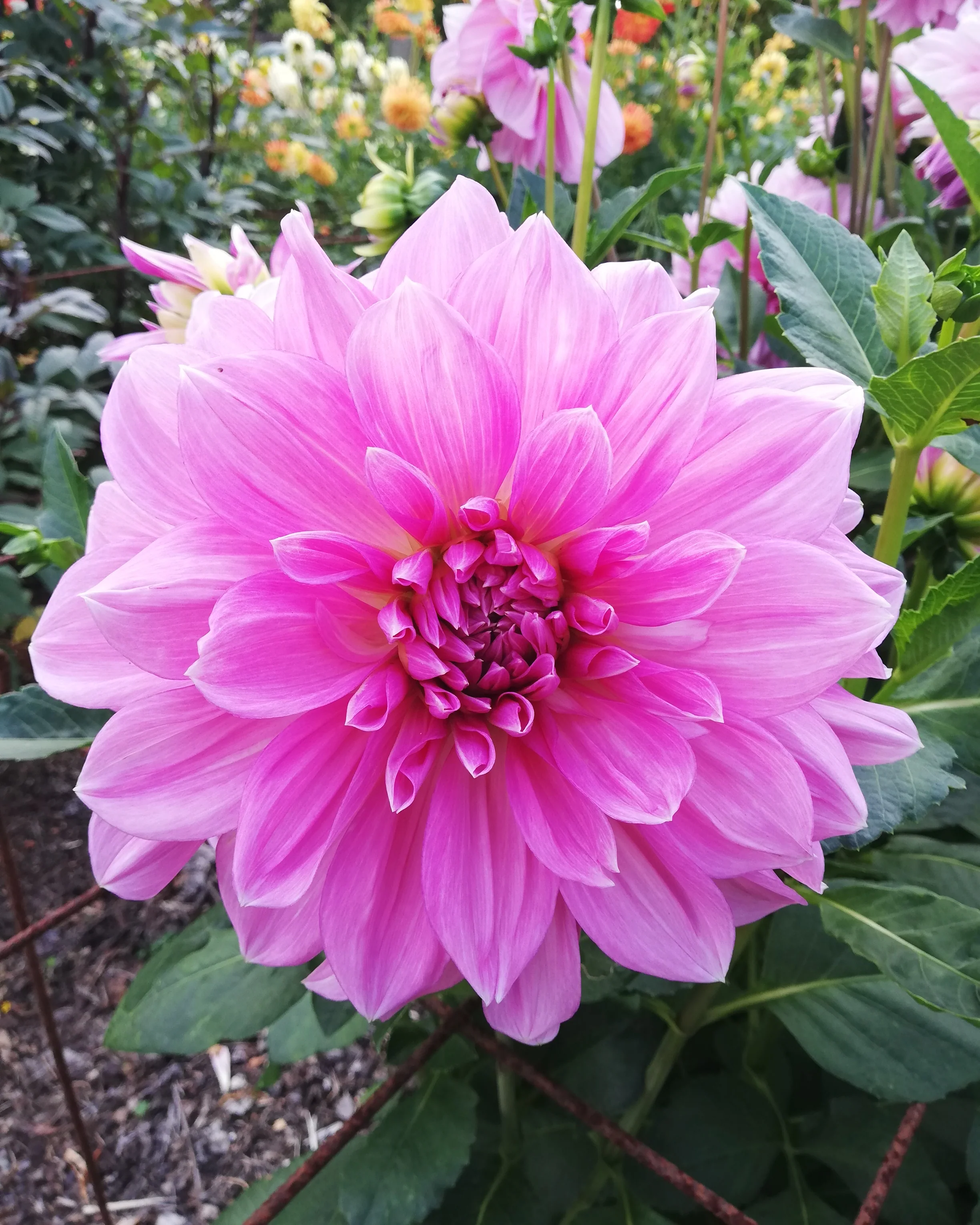 Dahlia 'Lavender Perfection' - Image 3