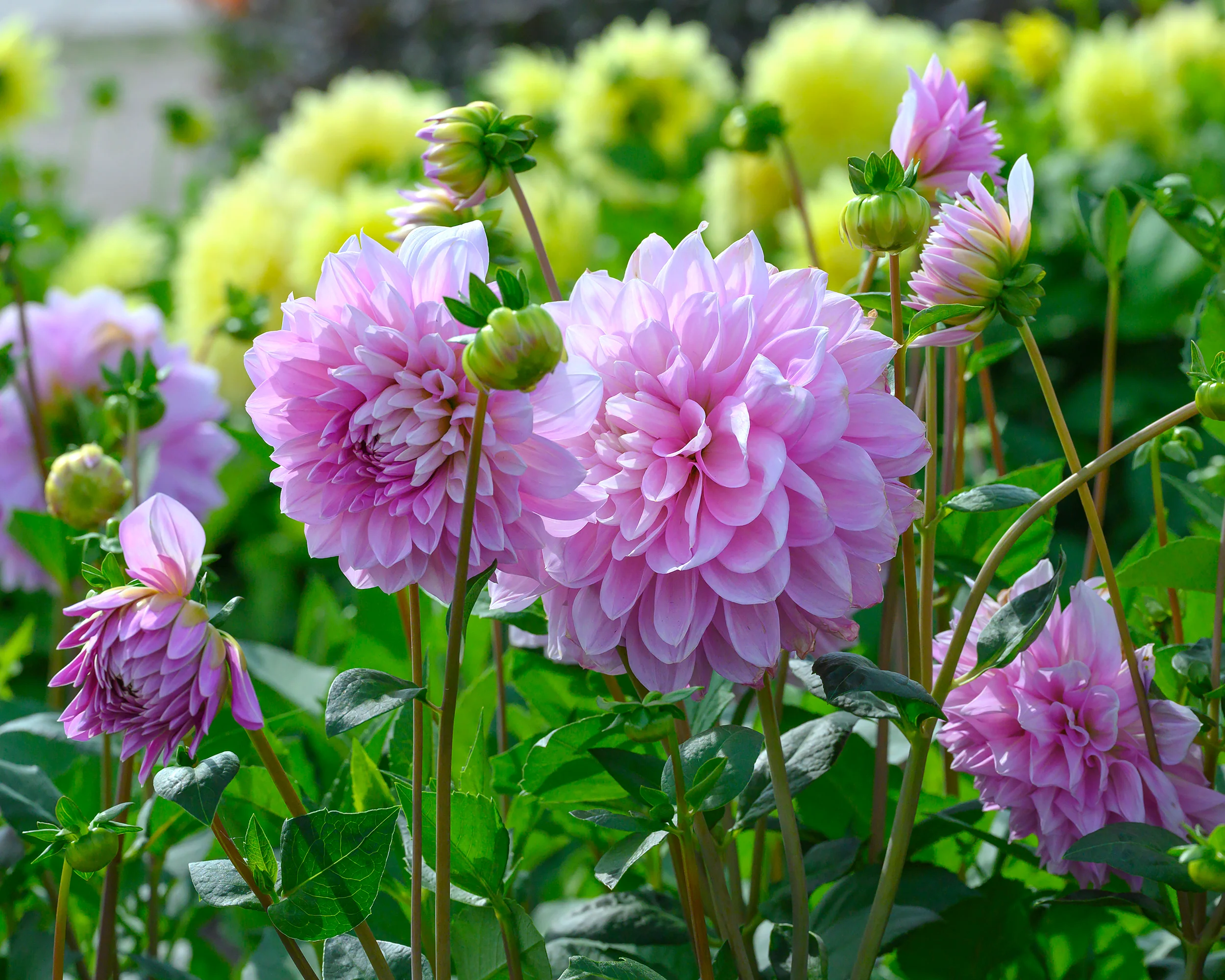 Dahlia 'Lavender Perfection' - Image 4