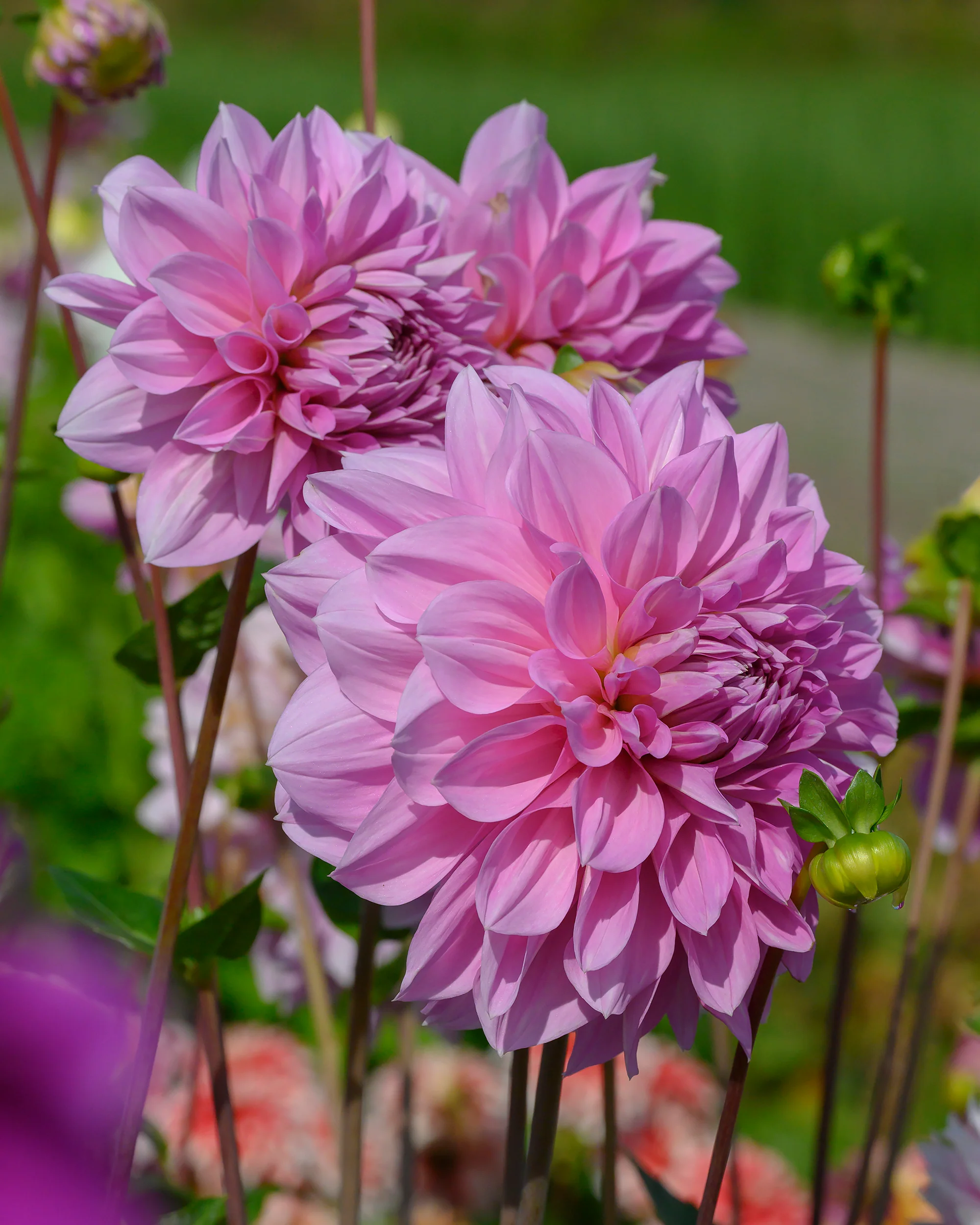 Dahlia 'Lavender Perfection' - Image 5