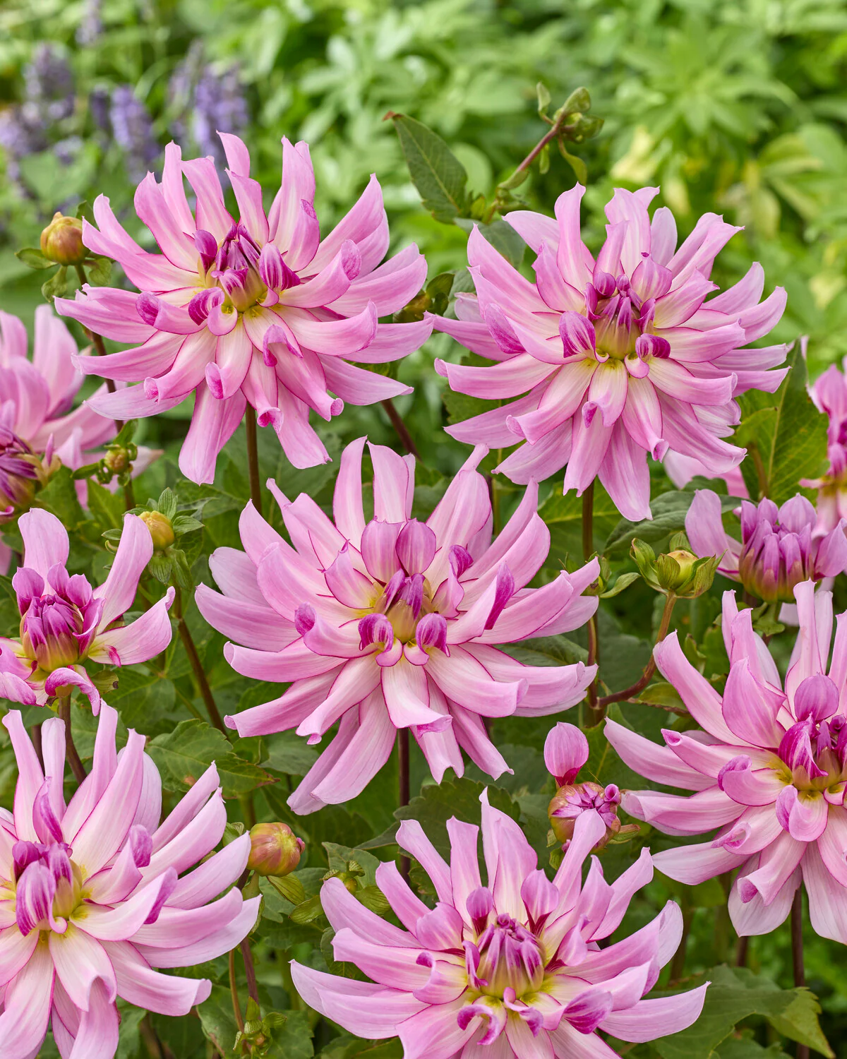 Dahlia 'Leila Savanna Rose' - Image 3