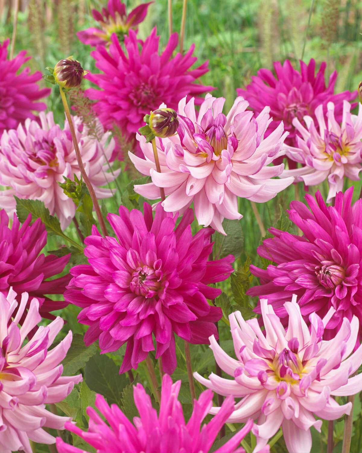 Dahlia 'Leila Savanna Rose' - Image 4