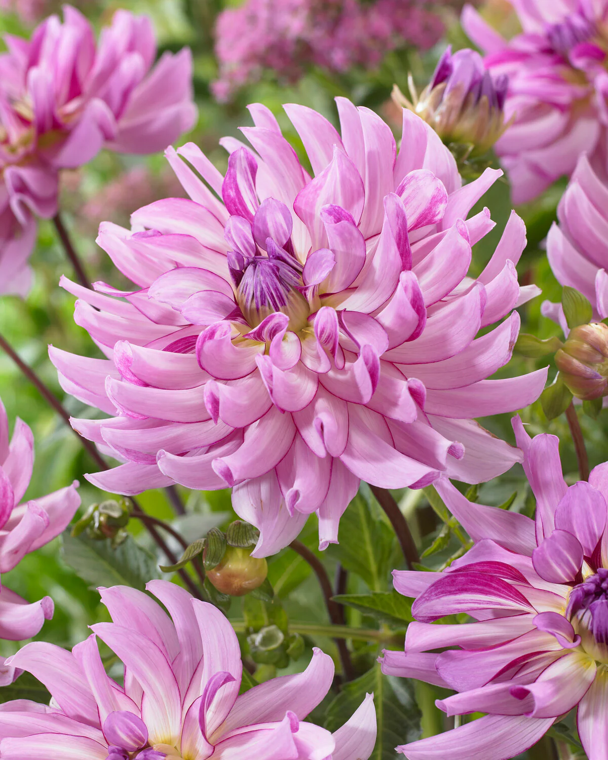 Dahlia 'Leila Savanna Rose' - Image 5