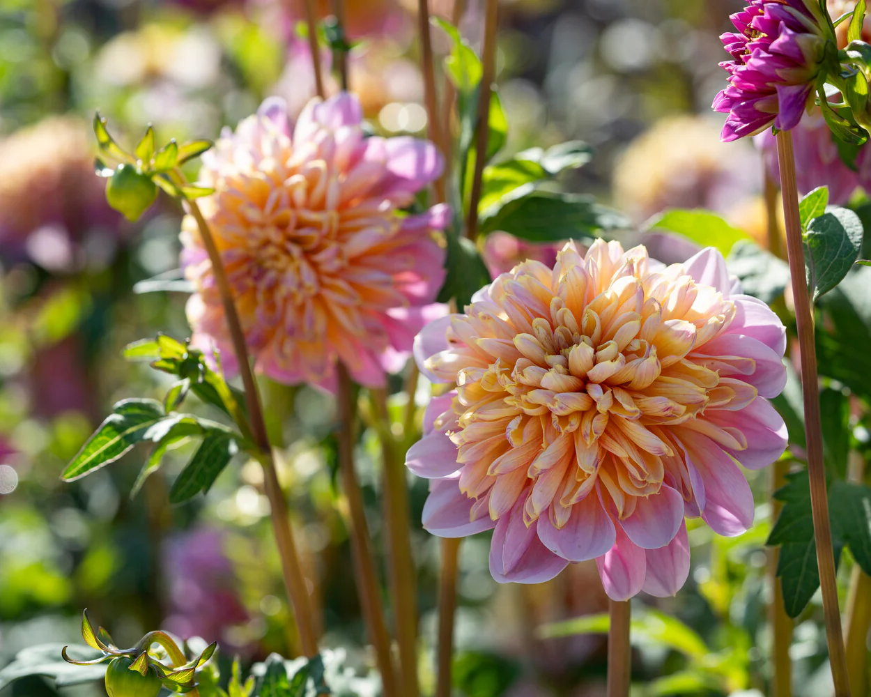 Dahlia 'Life Style' - Image 3