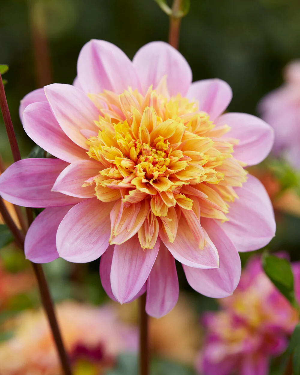 Dahlia 'Life Style' - Image 4
