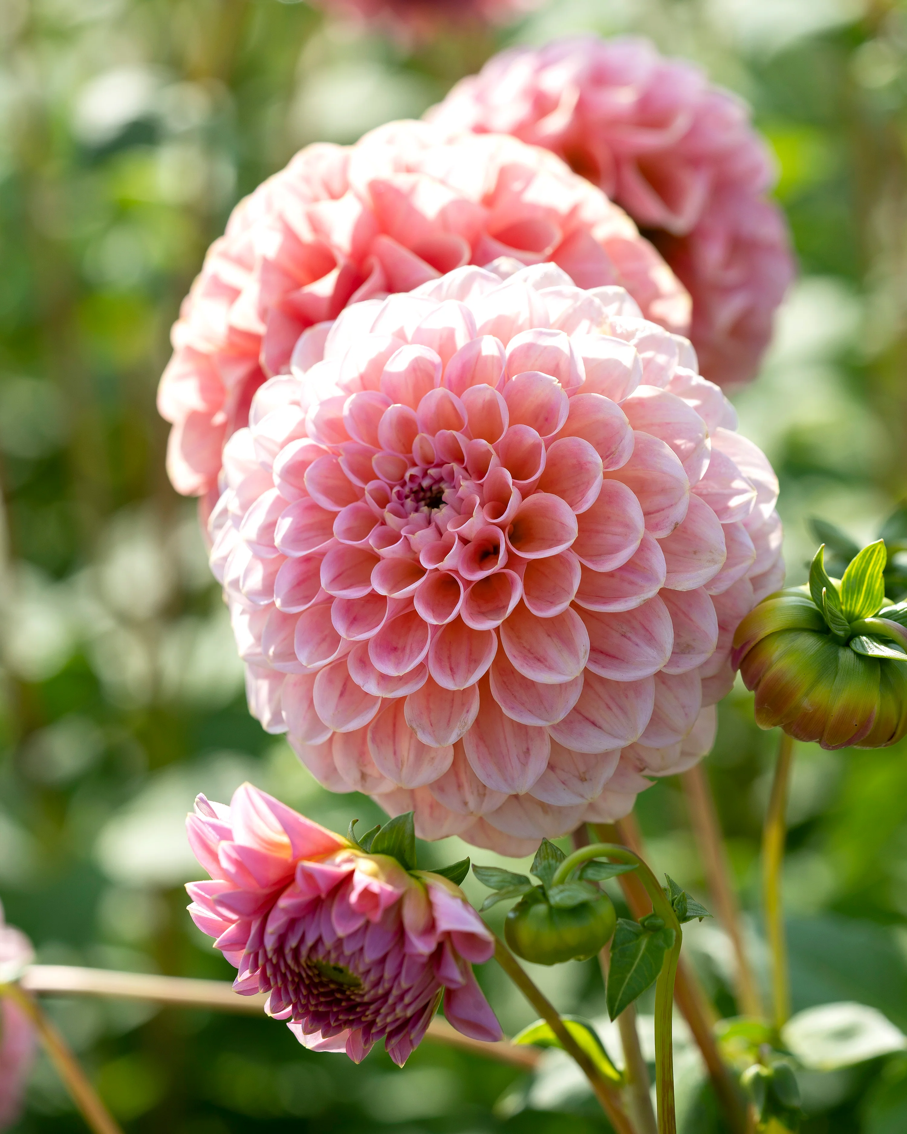 Dahlia 'Linda's Baby' - Image 3