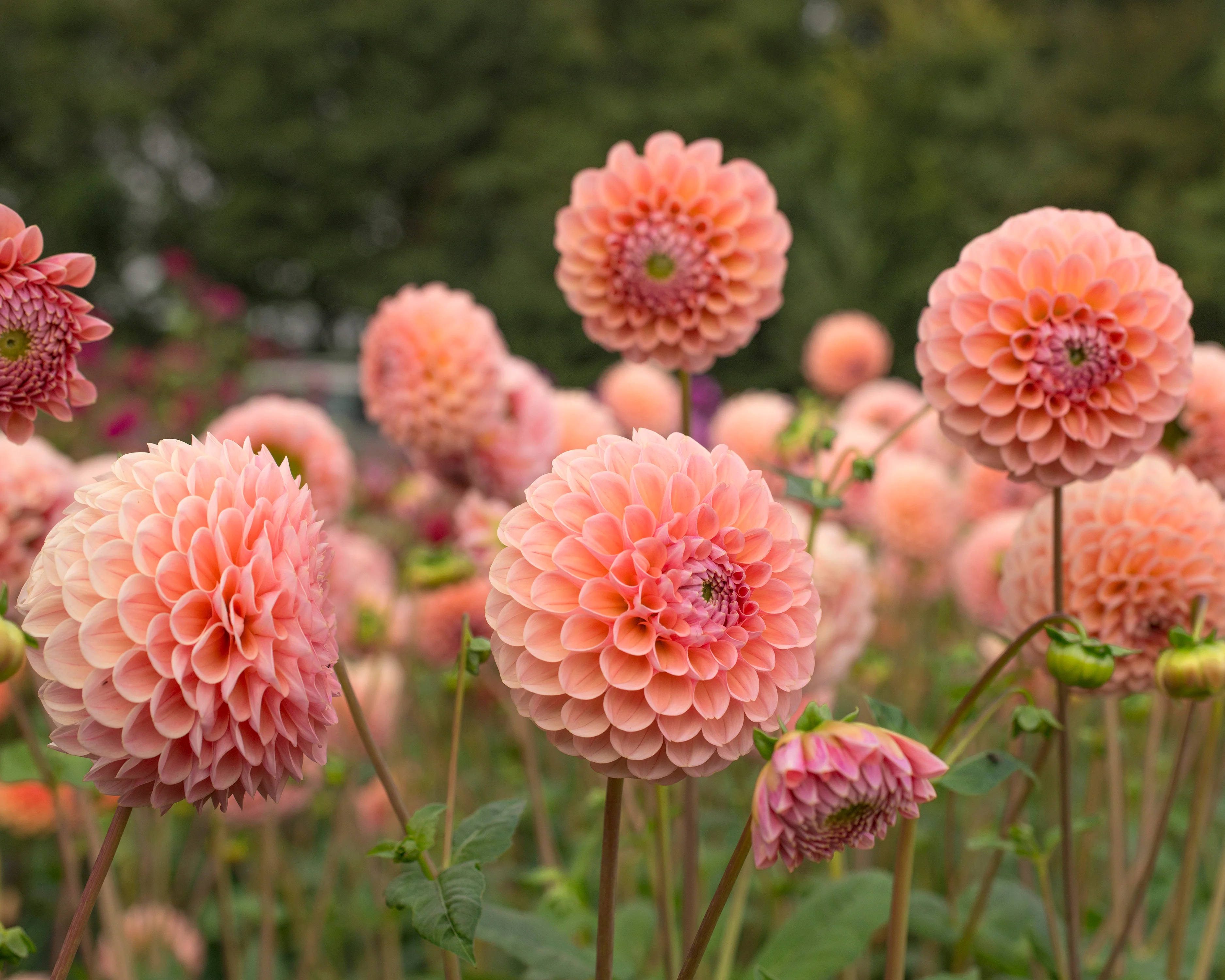 Dahlia 'Linda's Baby' - Image 5