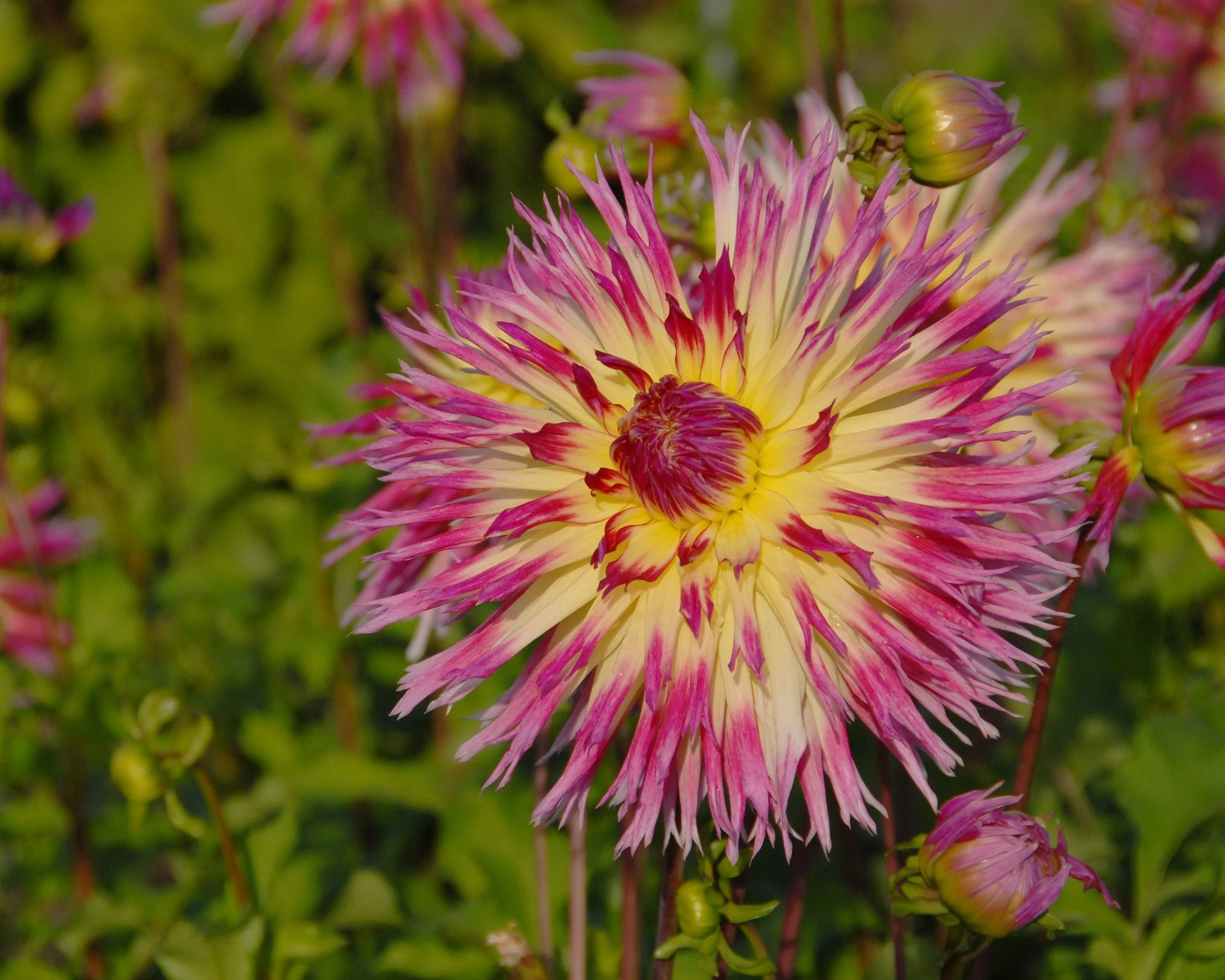 Dahlia 'Lindsay Michelle' - Image 5