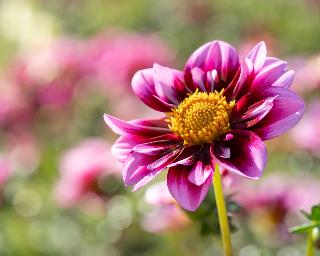 Dahlia 'Liquid Desire' - Image 10