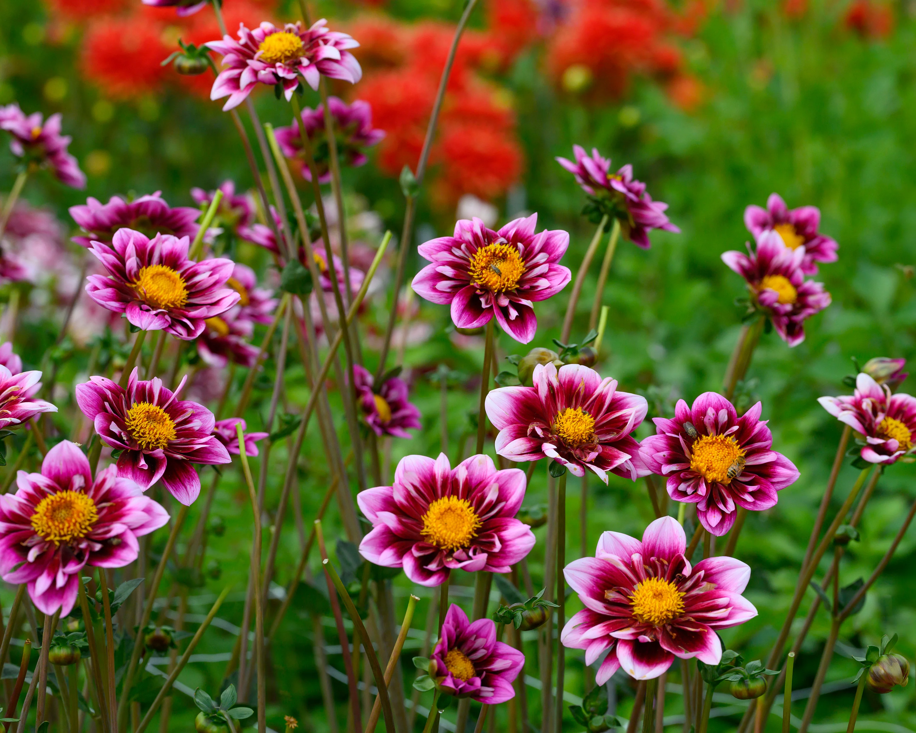 Dahlia 'Liquid Desire' - Image 2