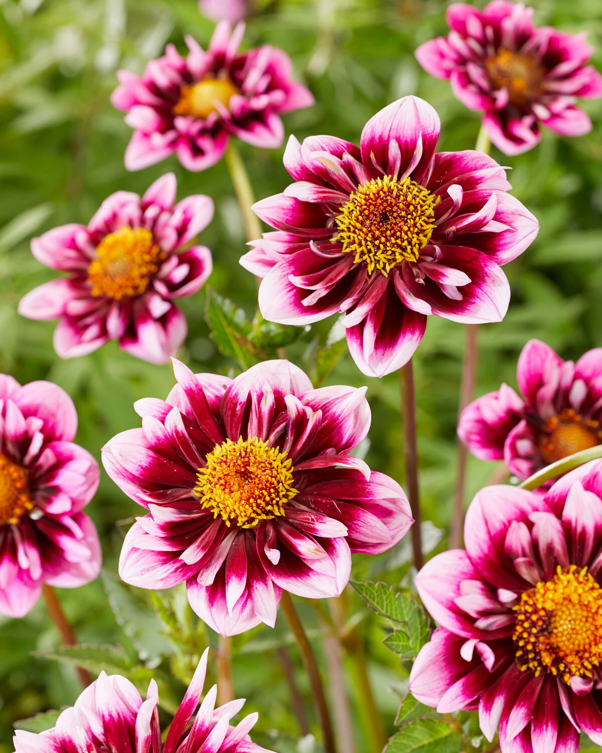 Dahlia 'Liquid Desire' - Image 3