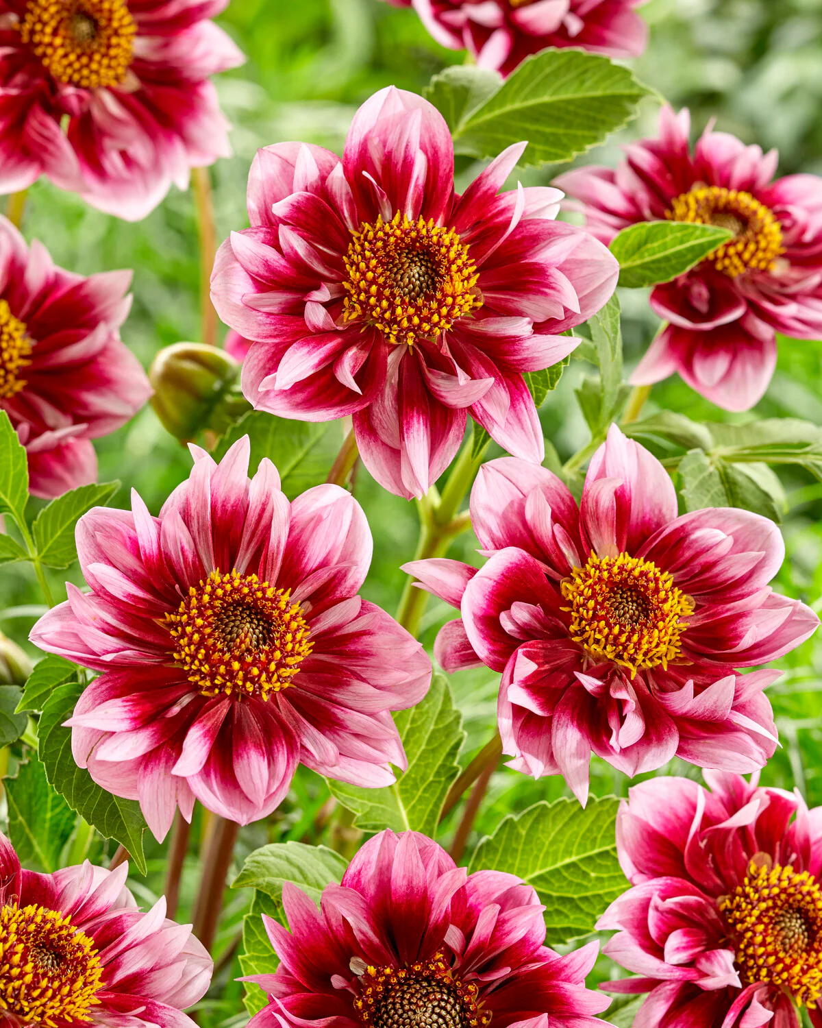 Dahlia 'Liquid Desire' - Image 4