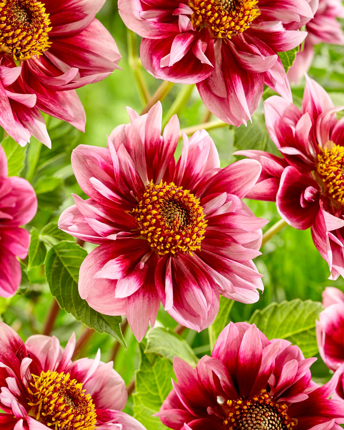 Dahlia 'Liquid Desire' - Image 5