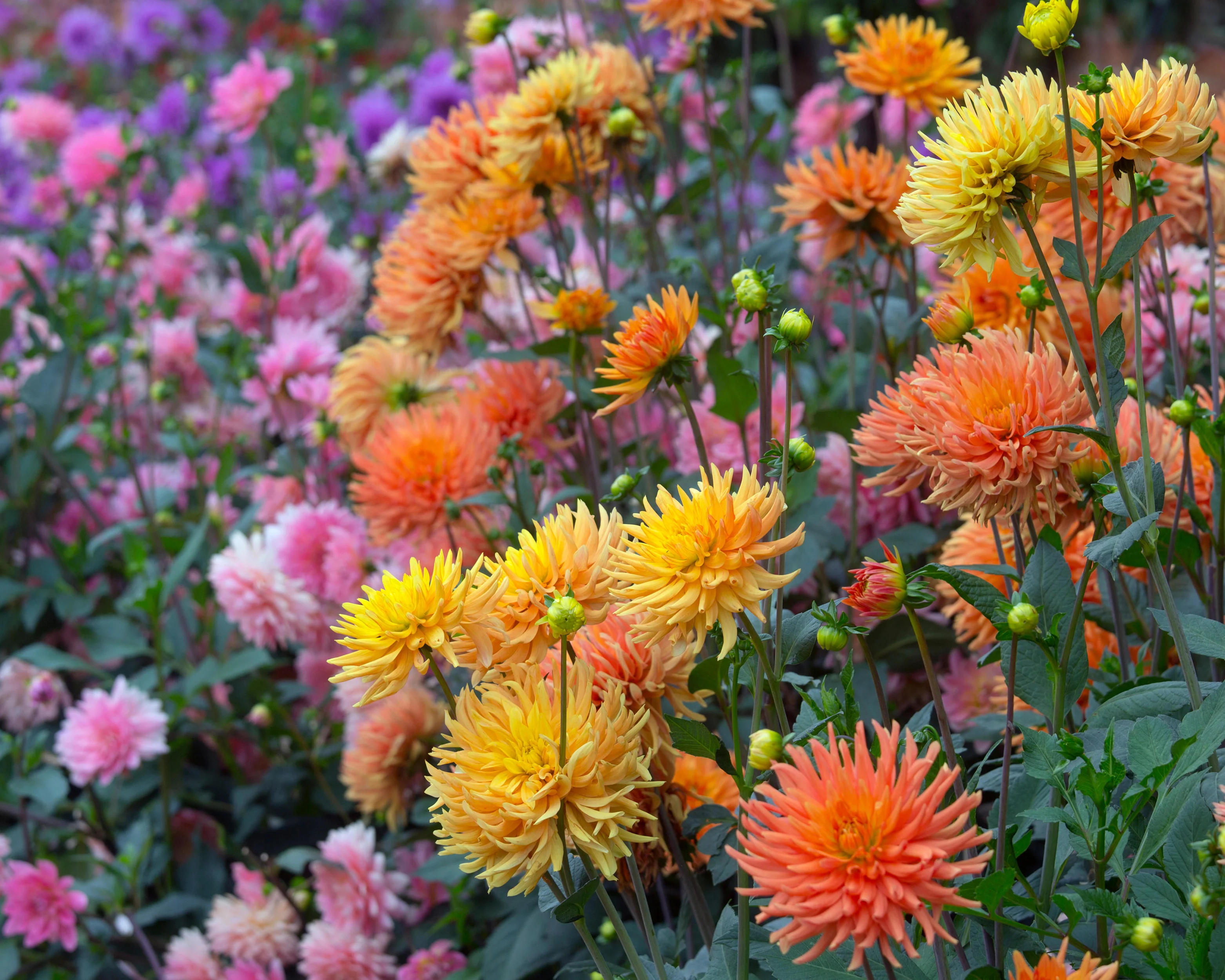 Dahlia 'Ludwig Helfert' - Image 3