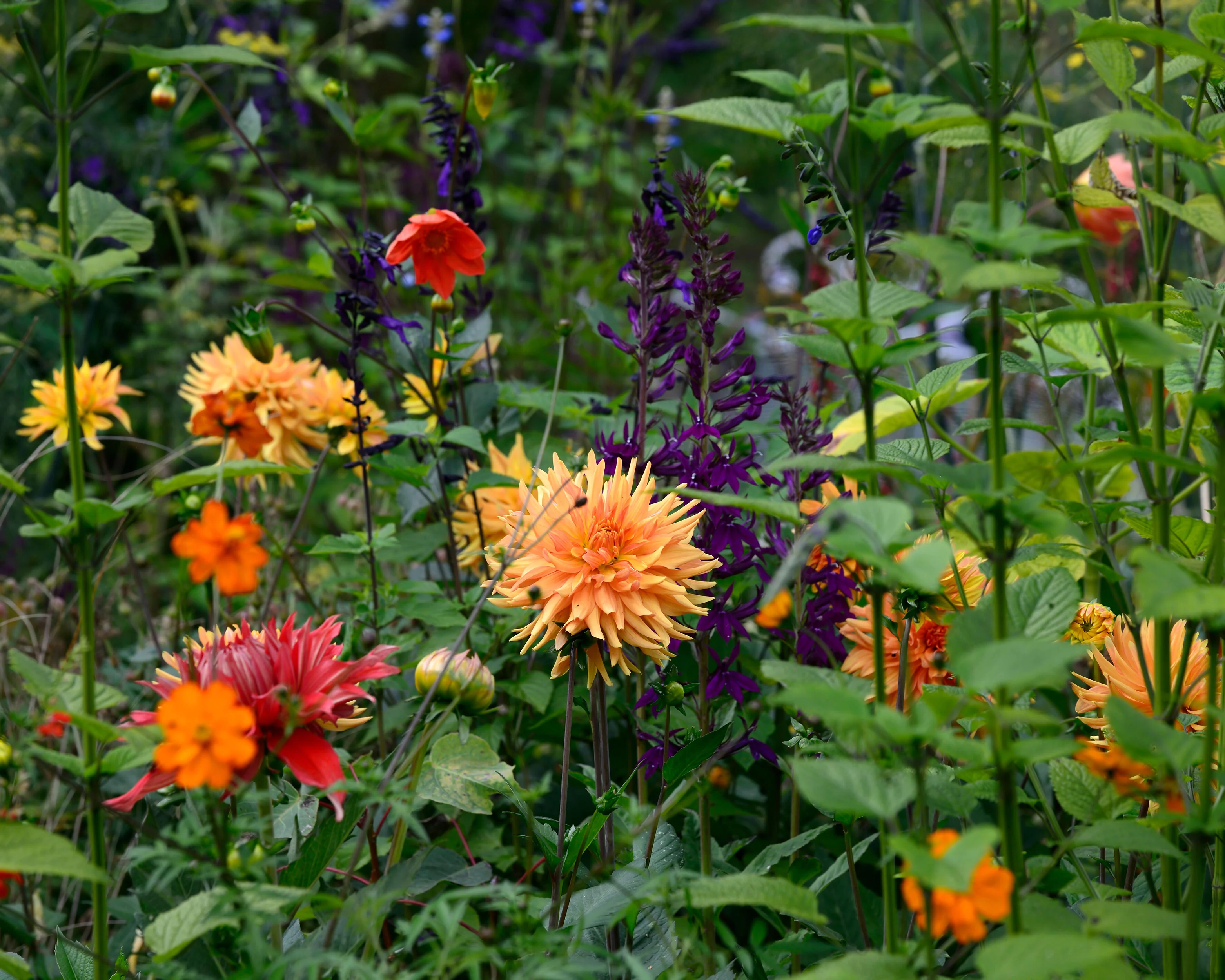 Dahlia 'Ludwig Helfert' - Image 5