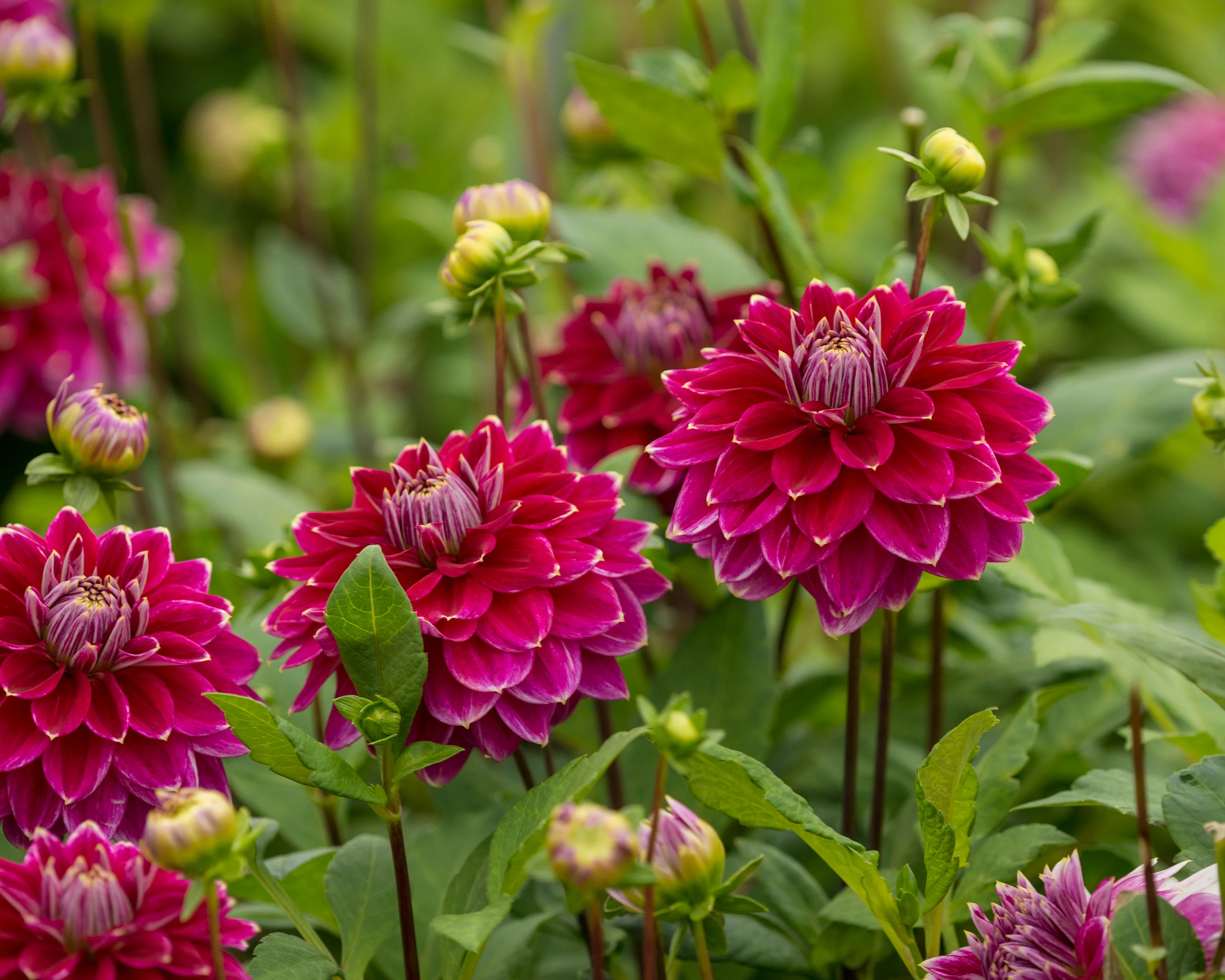 Dahlia 'Maldini' - Image 3