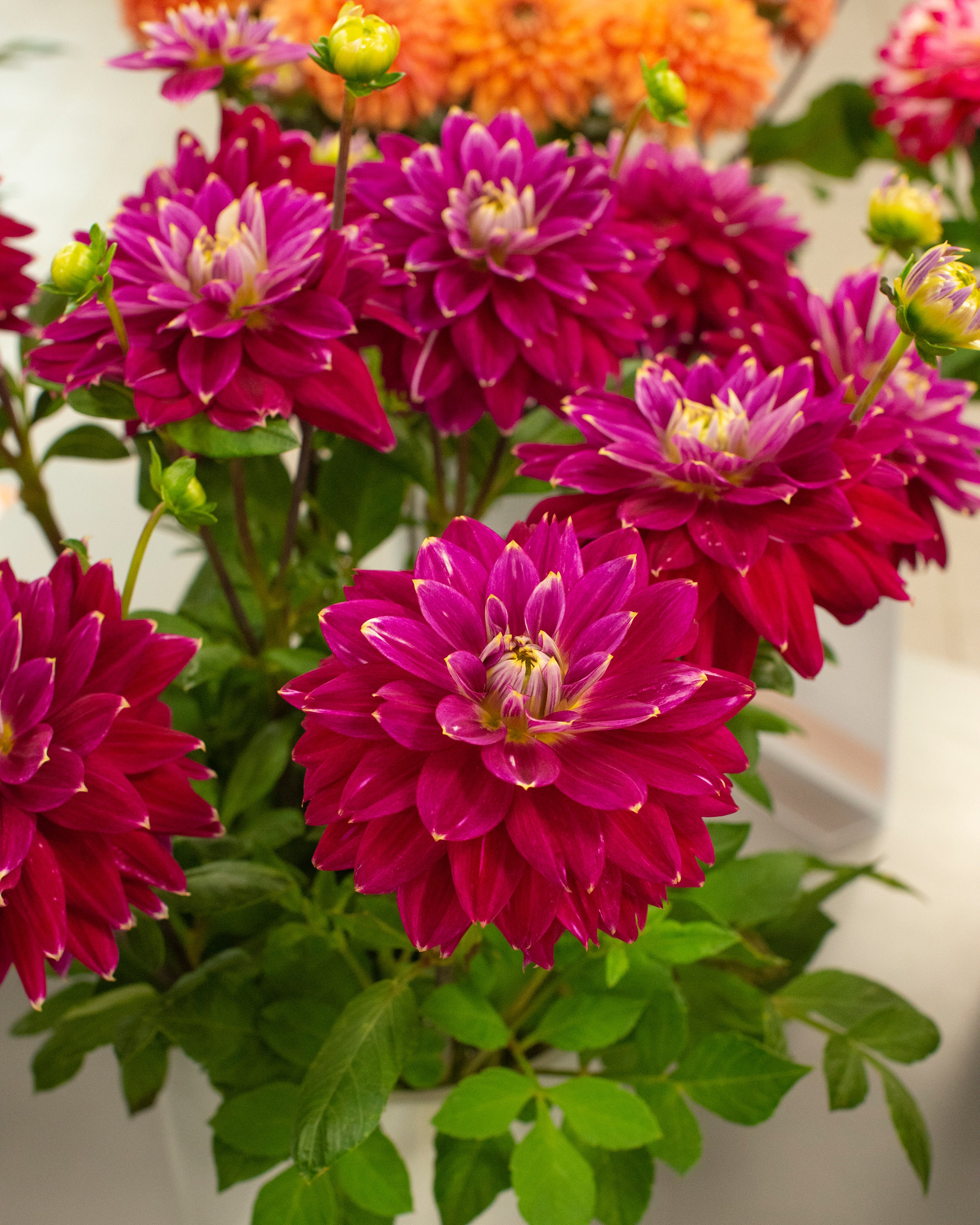 Dahlia 'Maldini' - Image 5