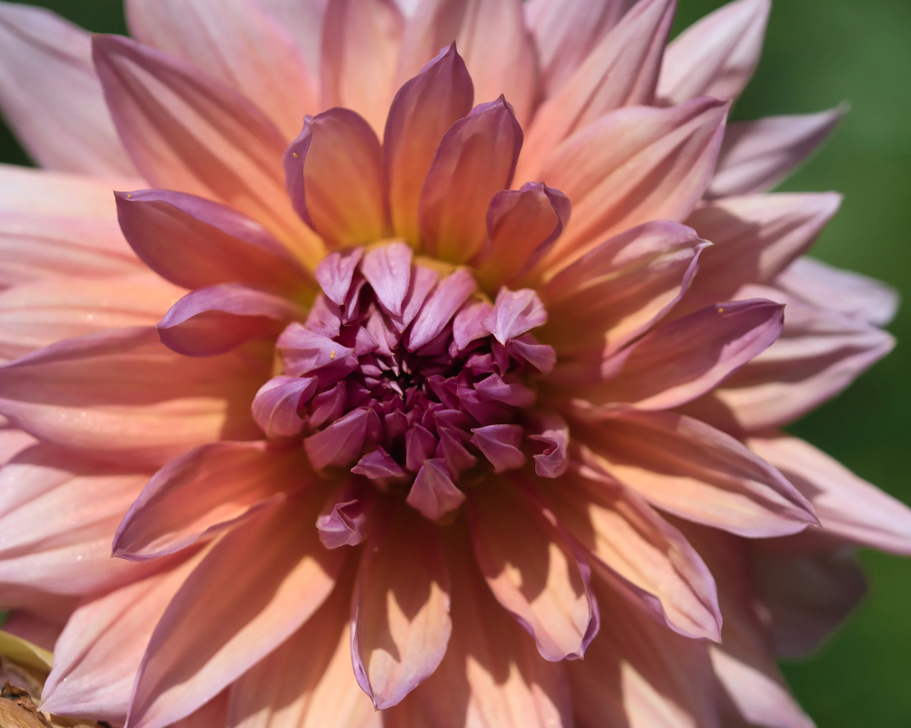 Dahlia 'Mango Madness' - Image 10