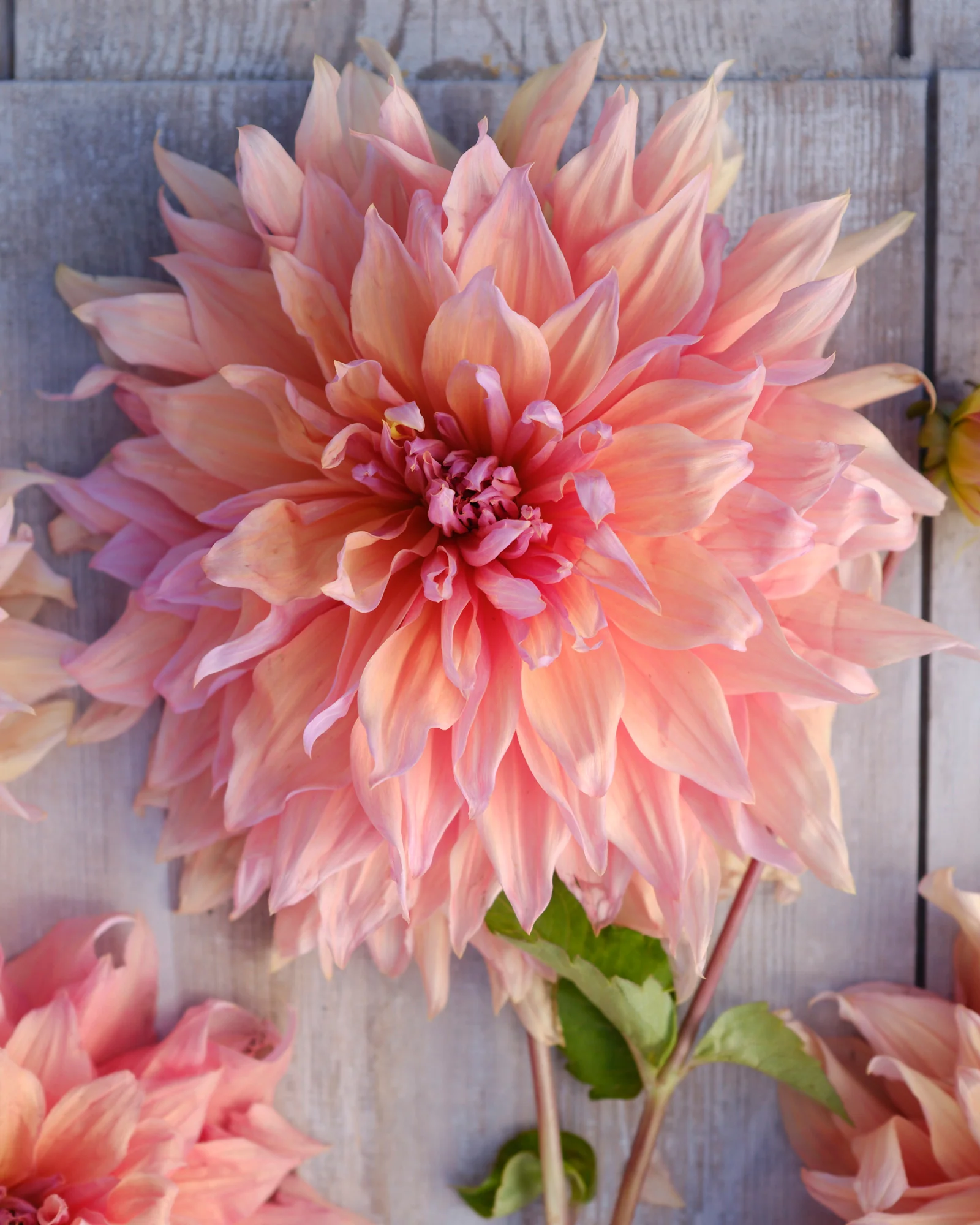 Dahlia 'Mango Madness' - Image 3