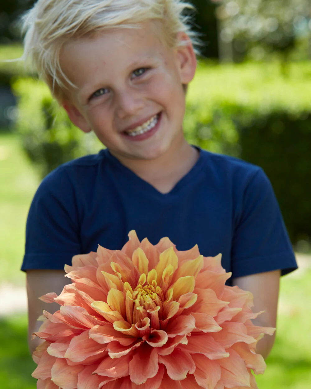 Dahlia 'Mango Madness' - Image 6