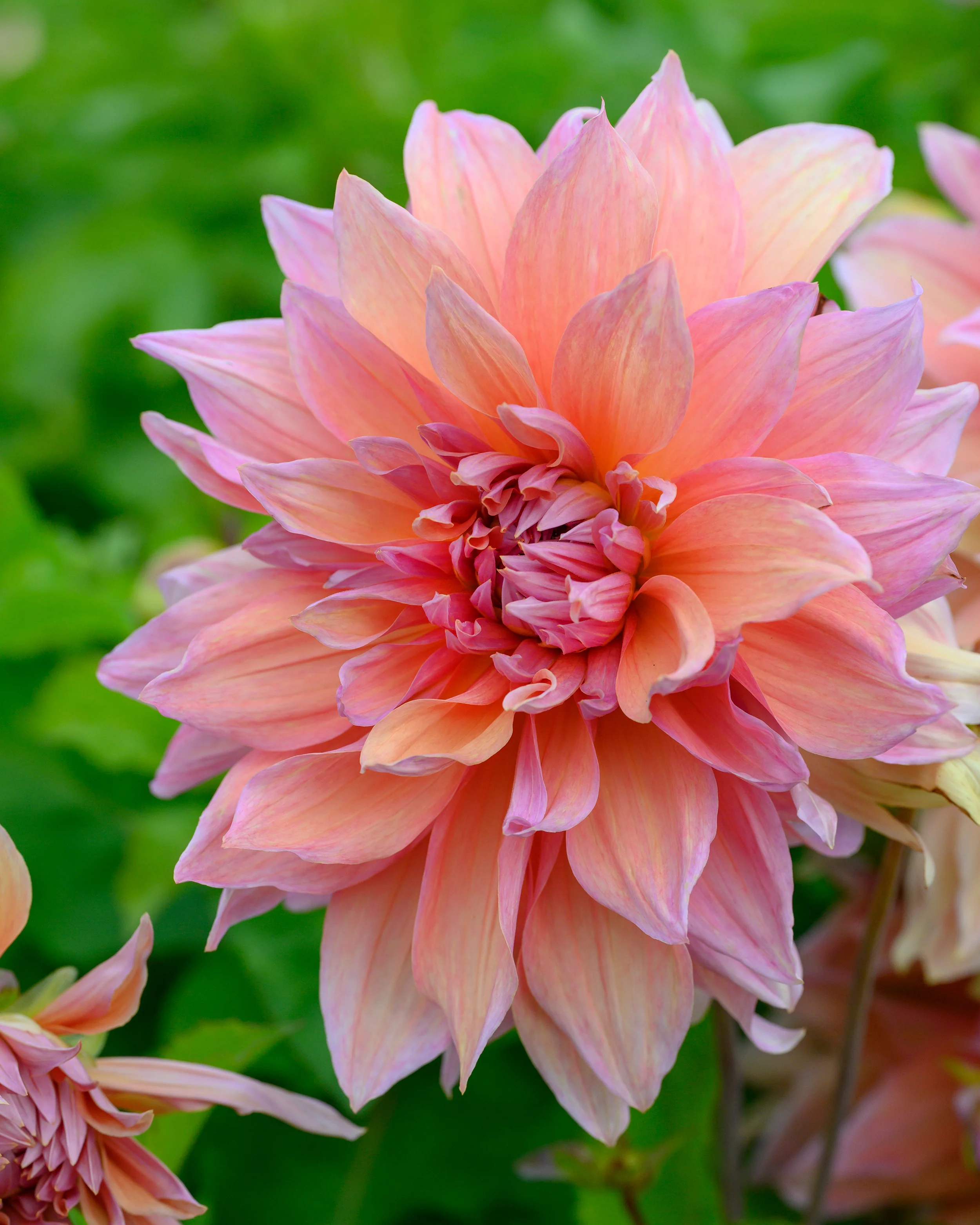 Dahlia 'Mango Madness' - Image 7