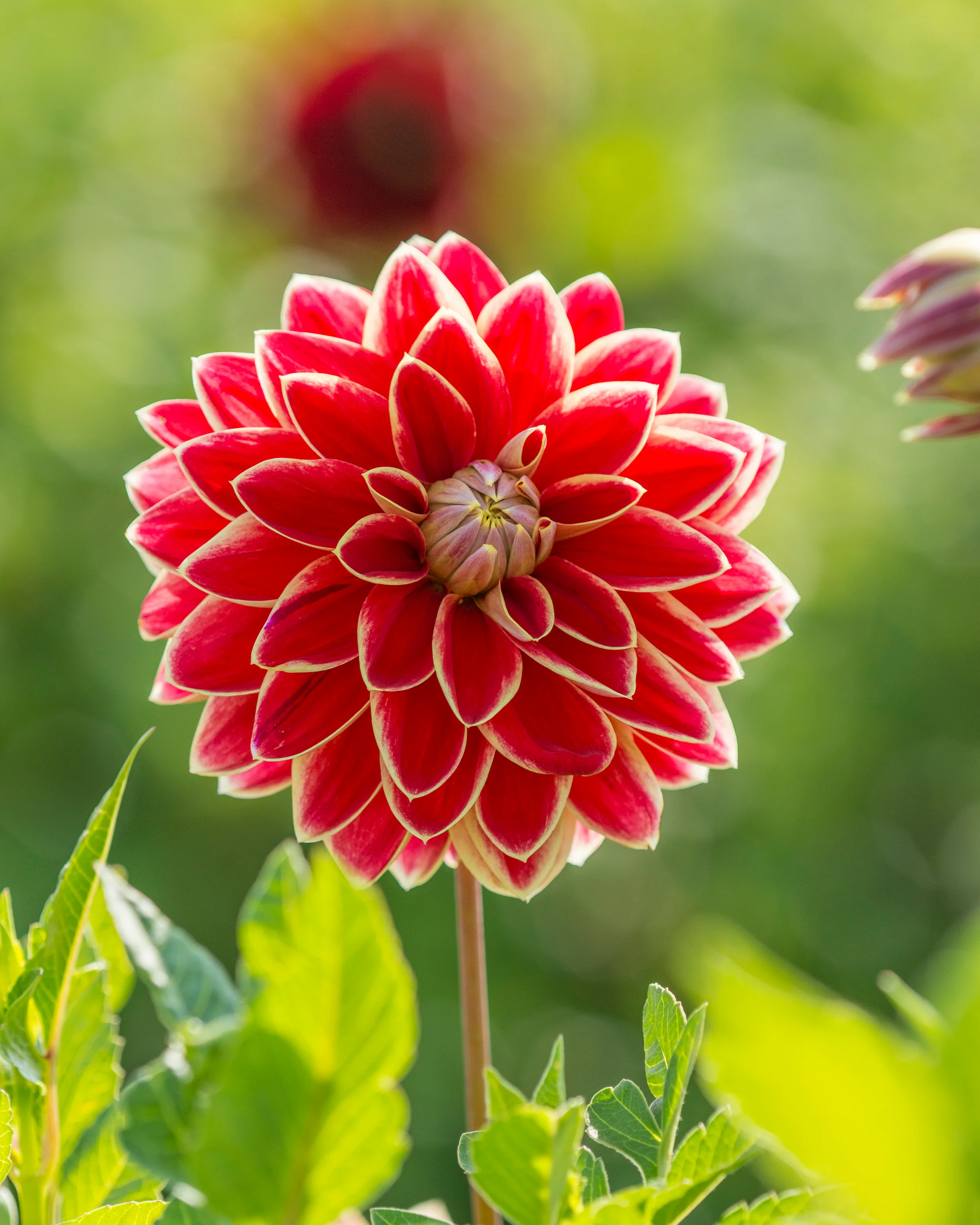Dahlia 'Maxime' - Image 4