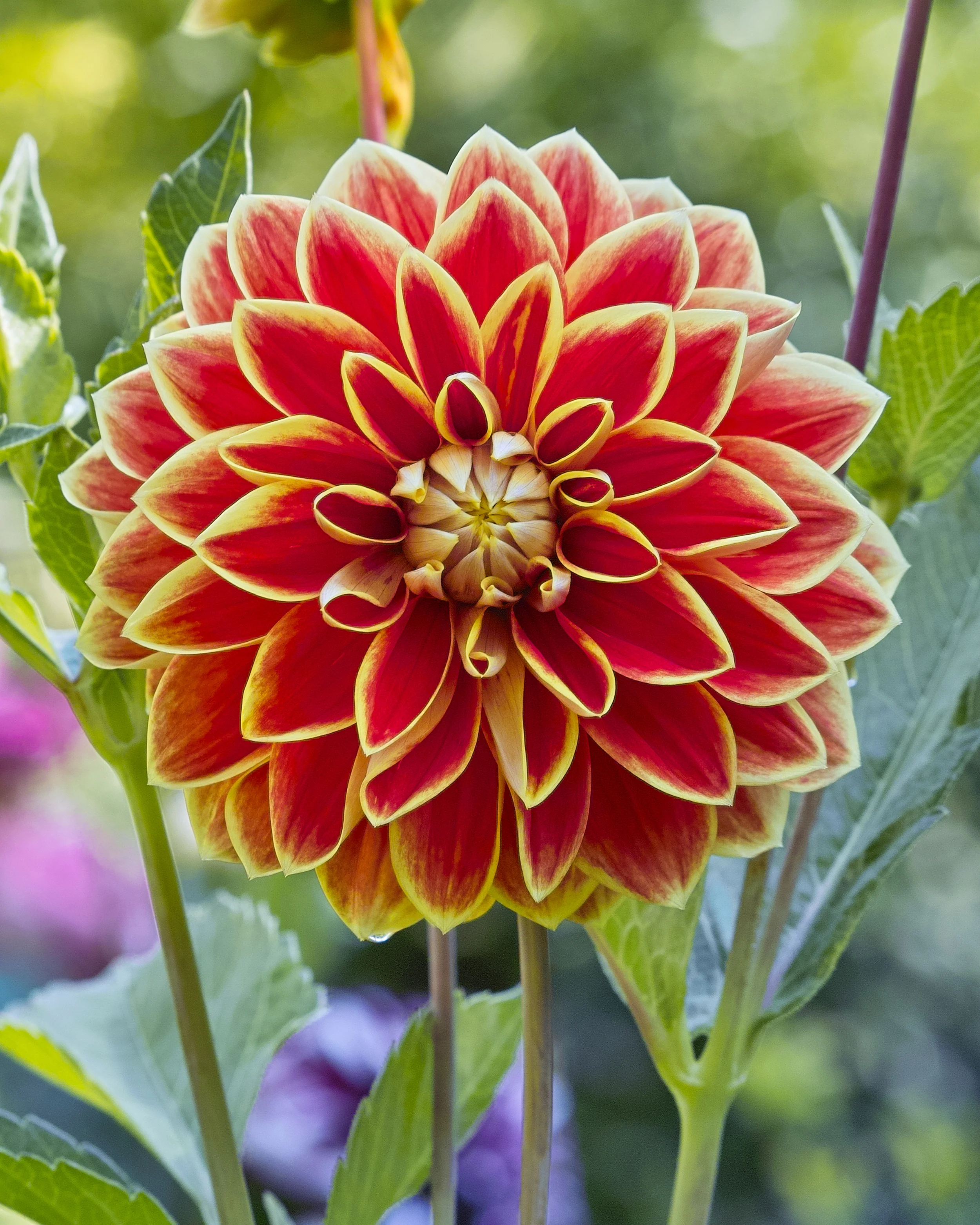Dahlia 'Maxime' - Image 6